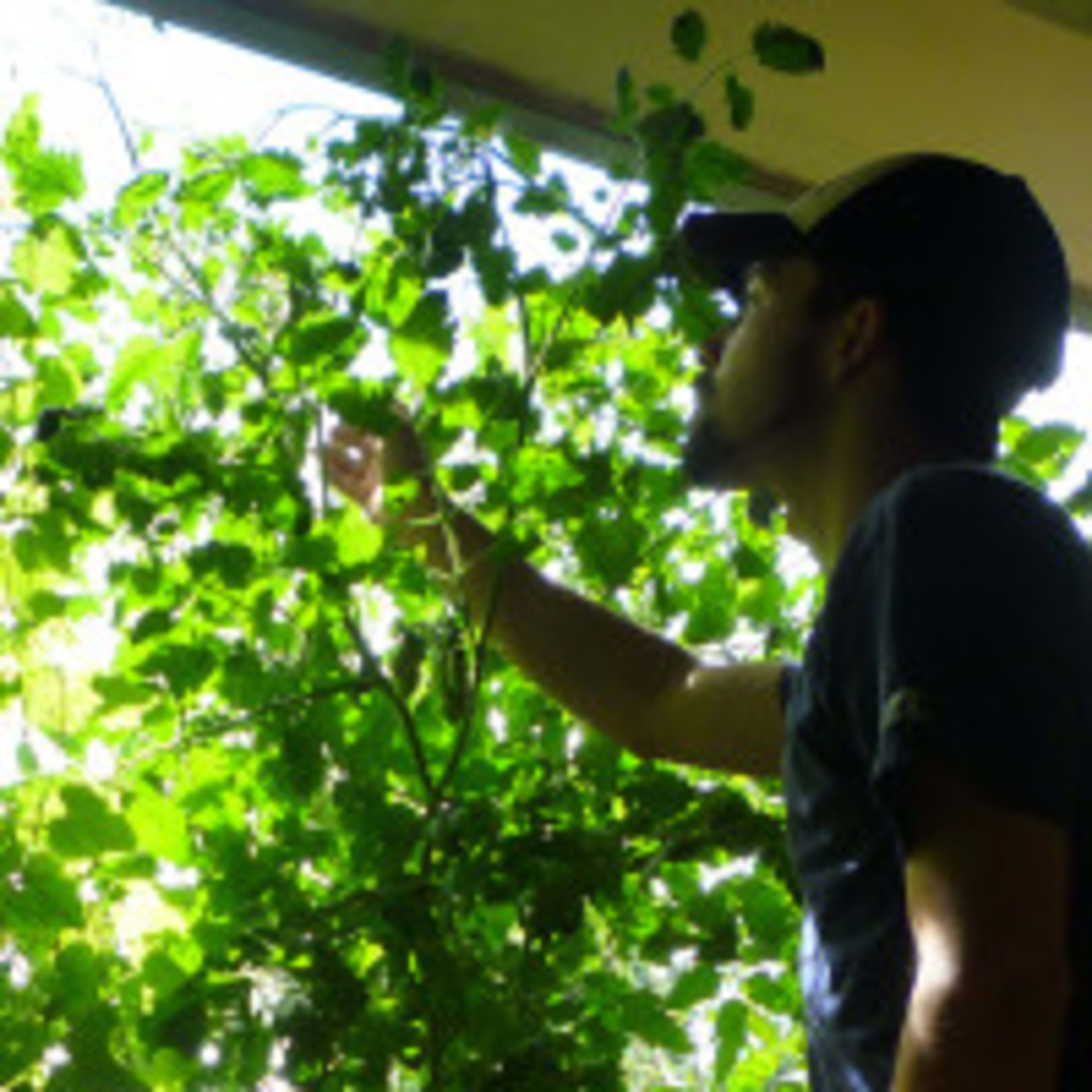 Hydrogen Peroxide for Plants - Dengarden