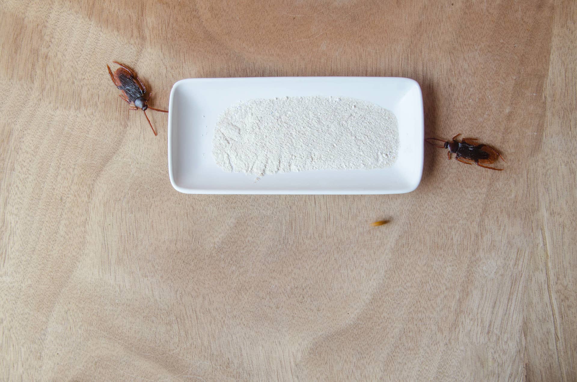 Cockroach