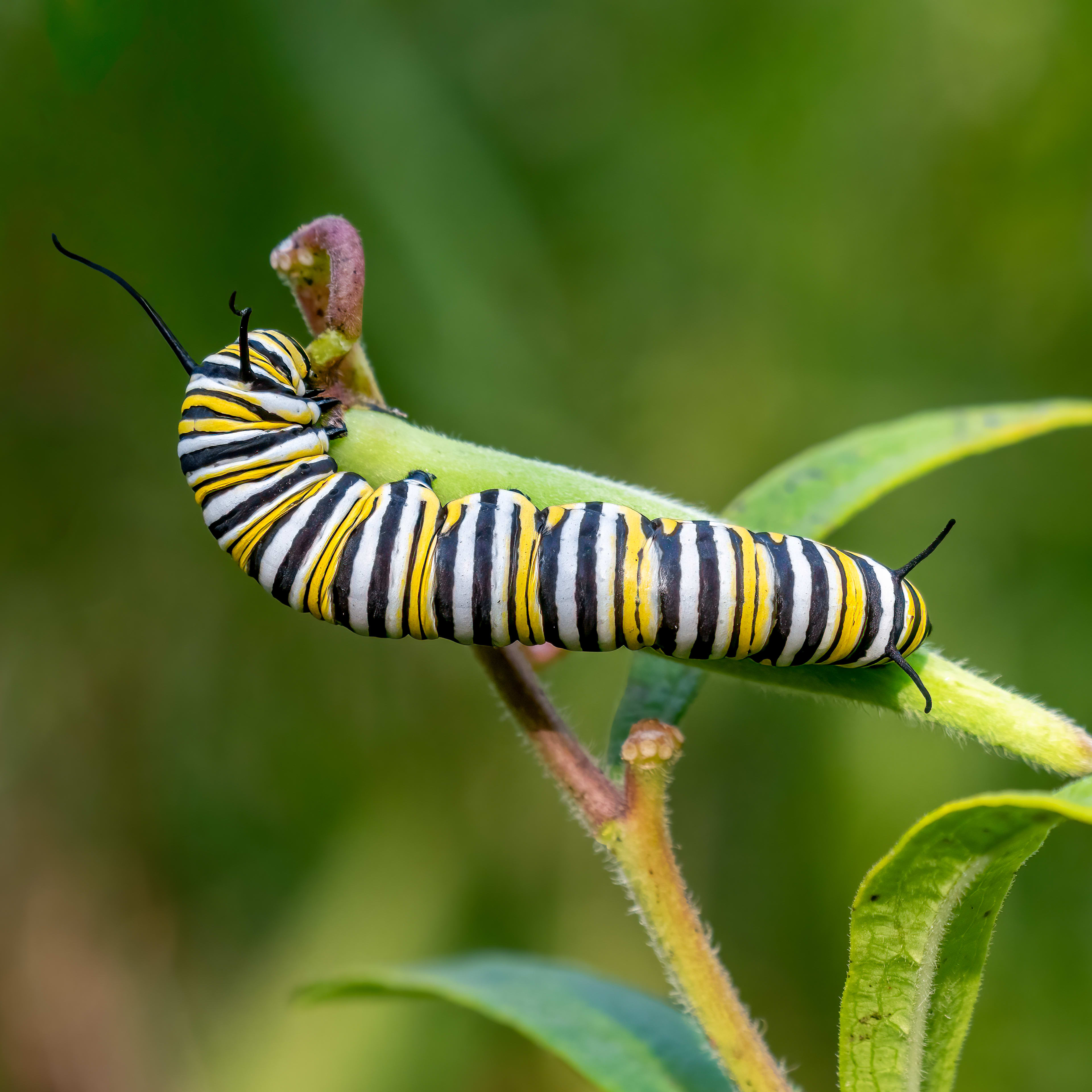 15 Types of Caterpillars In Your Garden and What to Know About Each