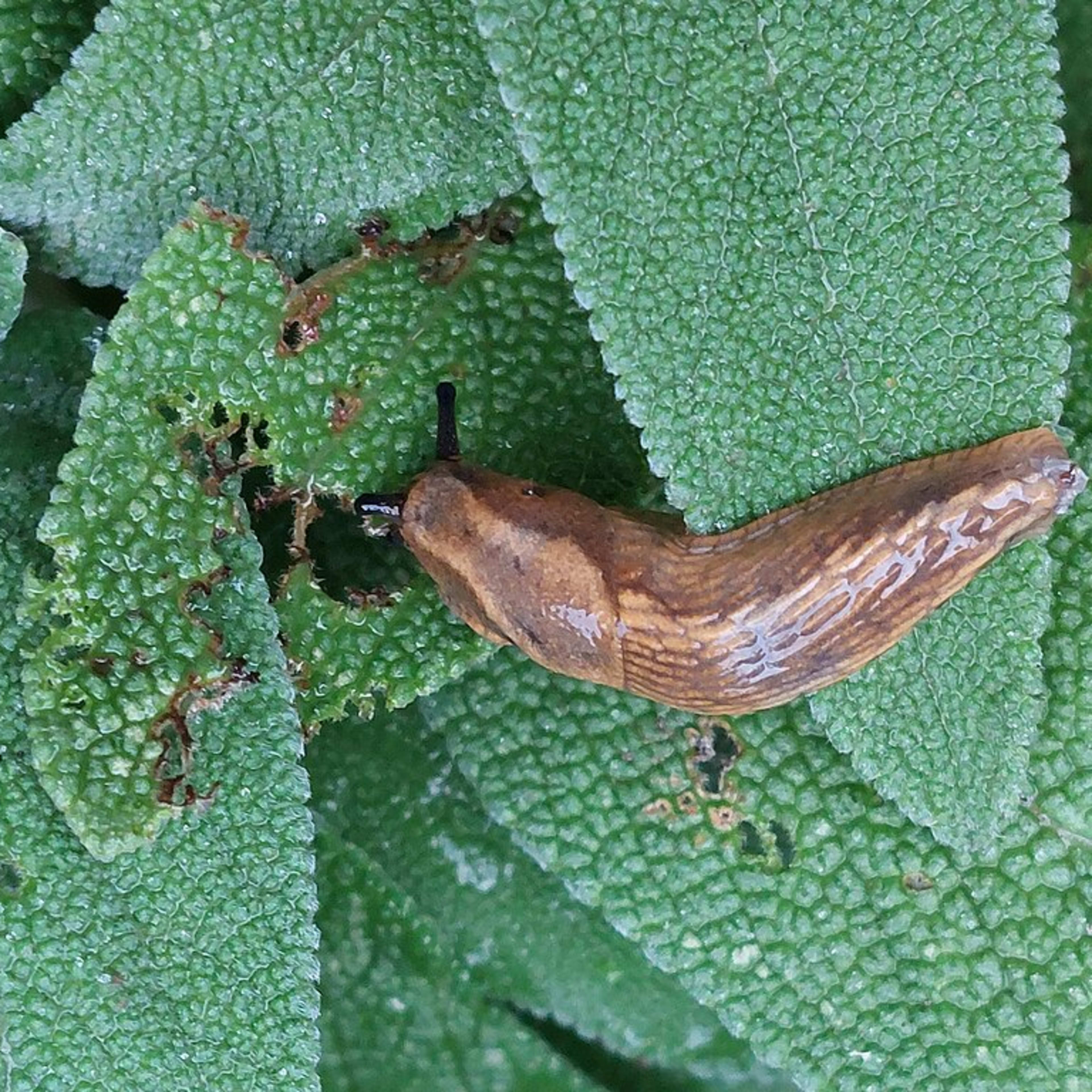 What's Eating Your Garden Leaves?