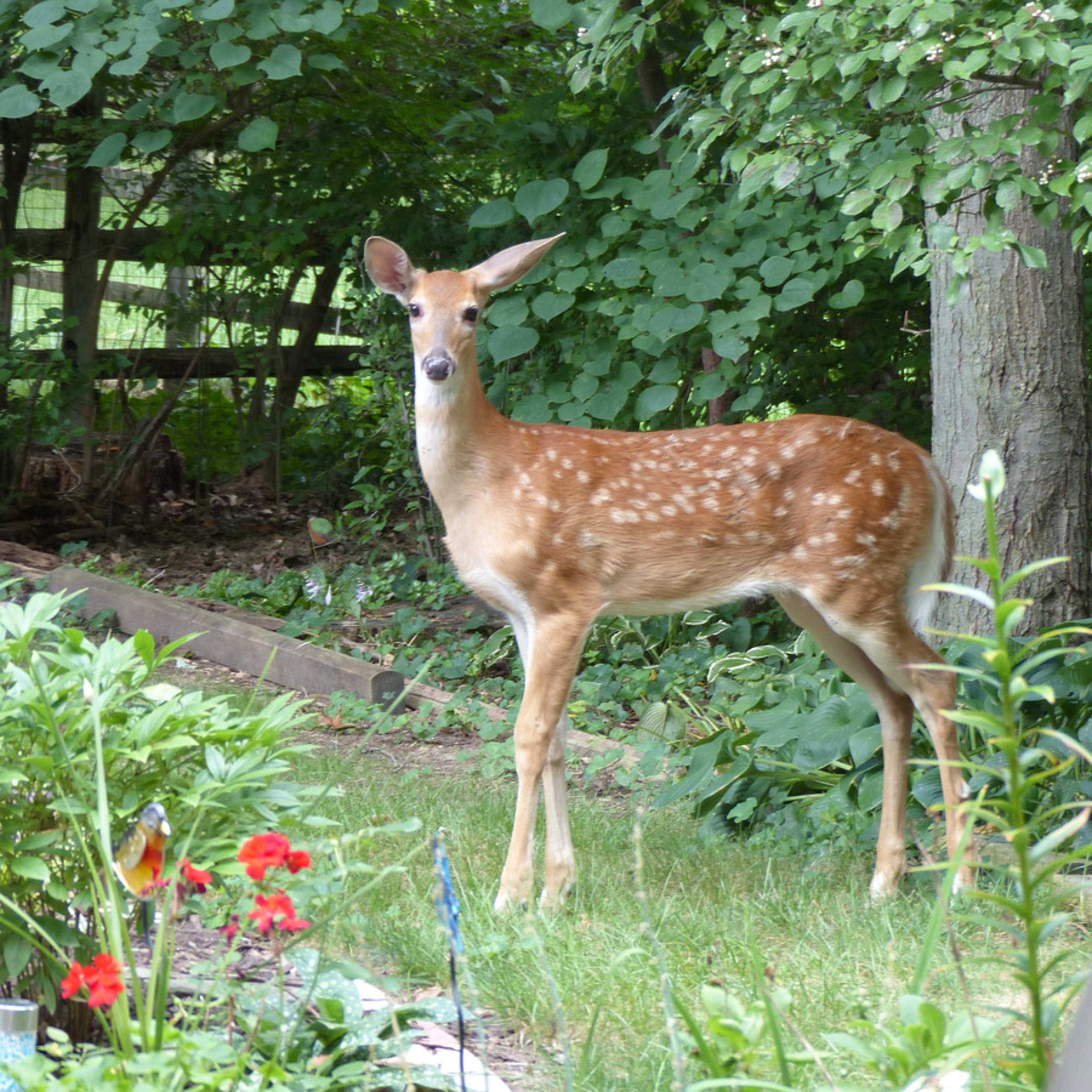 Expert Lists 5 Kitchen Staples That Can Be Used in the Garden to Keep Deer Away