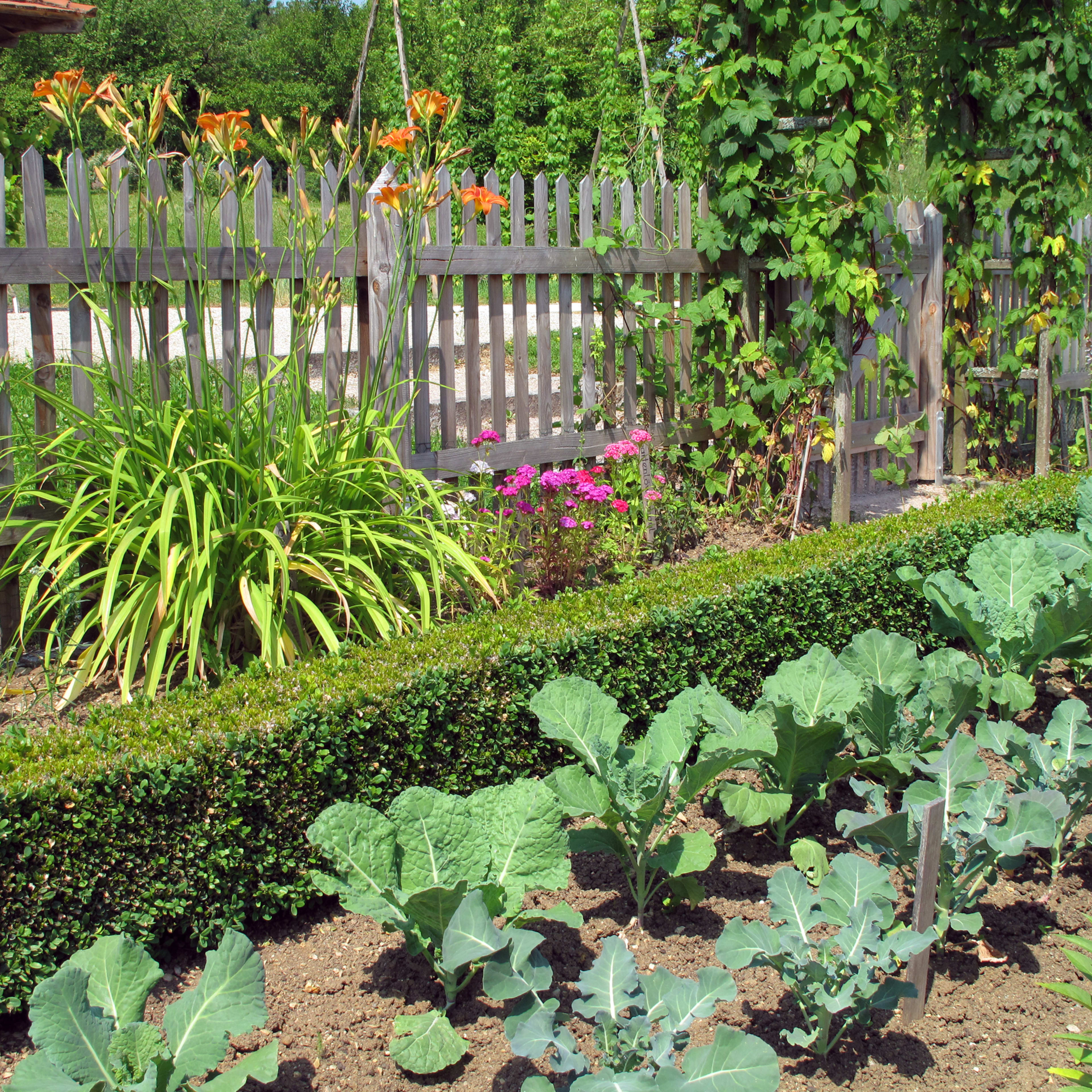 Is Companion Planting the Secret to a Thriving Garden? Here's What Experts Say