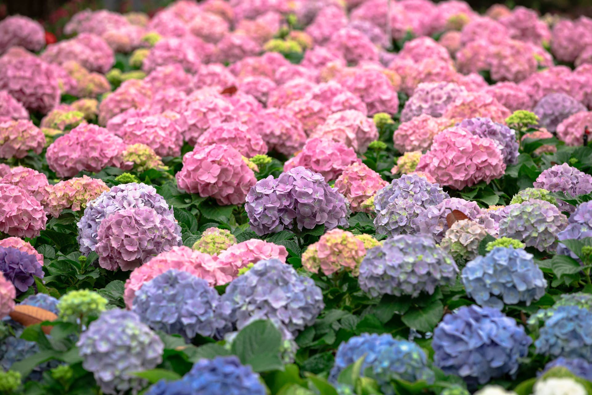 Aldi Is Bringing Hydrangeas to Stores Next Week for Under $5 - Dengarden