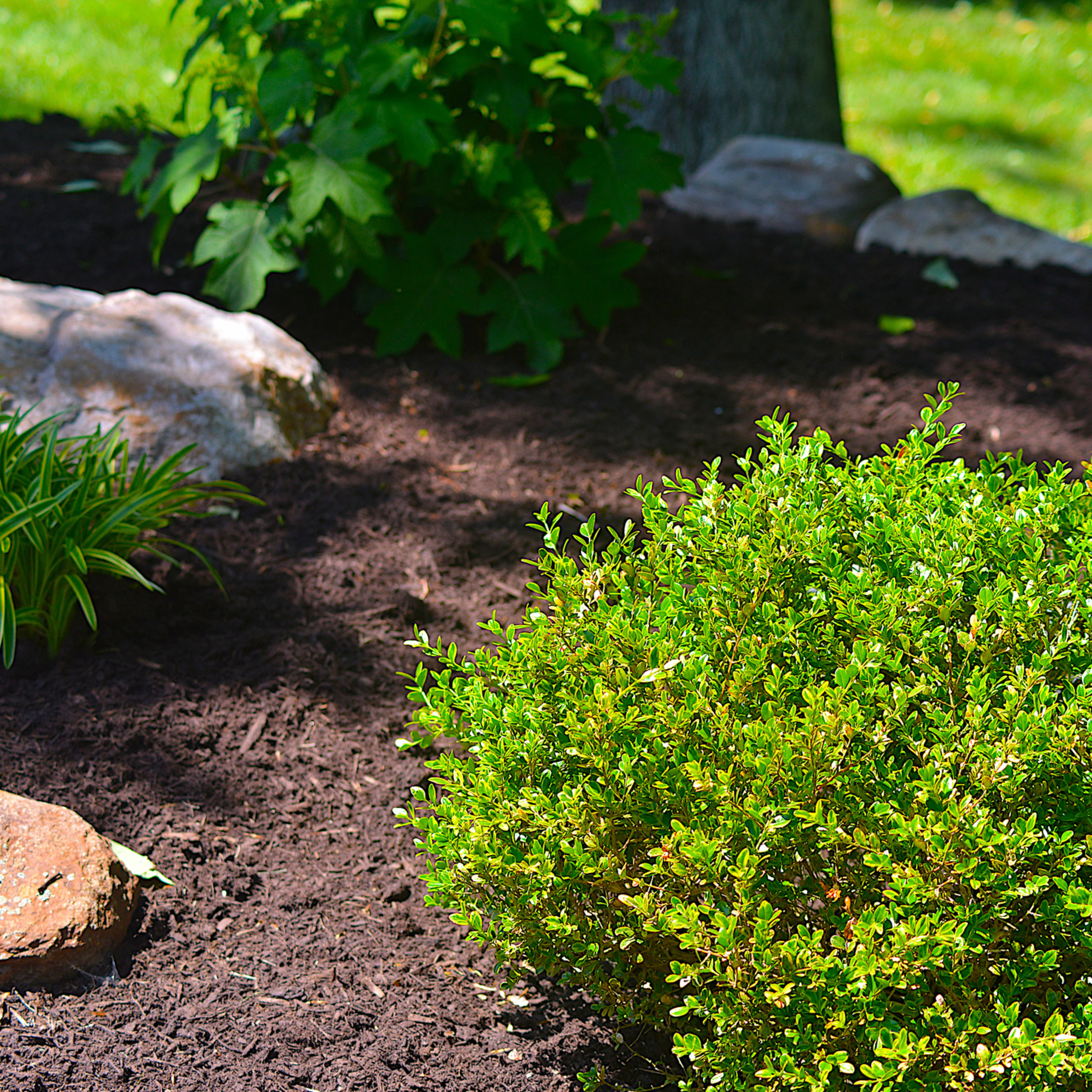 What Is Solarization and How It Can Help Your Garden - Dengarden