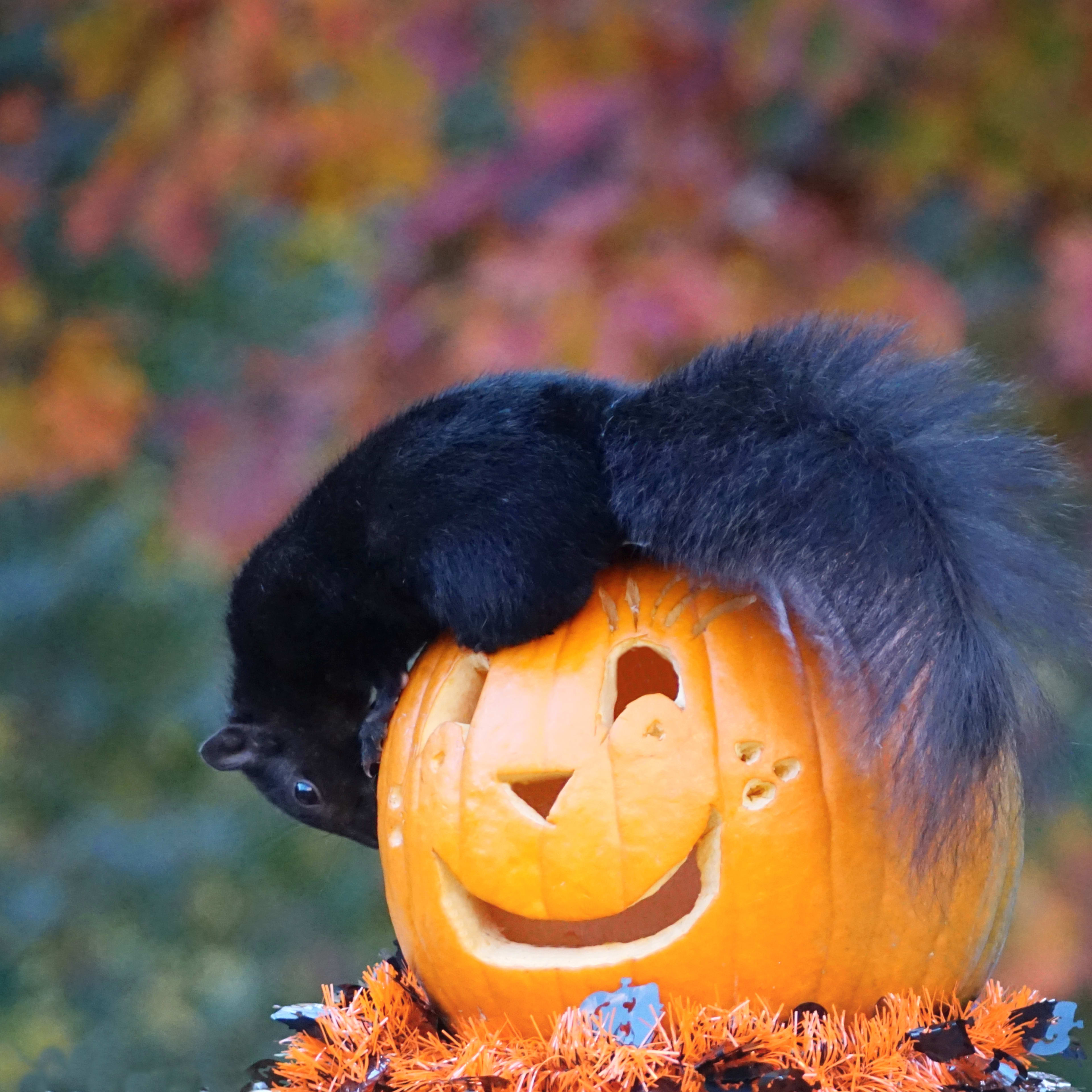 Squirrels Destroying Your Pumpkin Harvest? Here's How to Stop Them