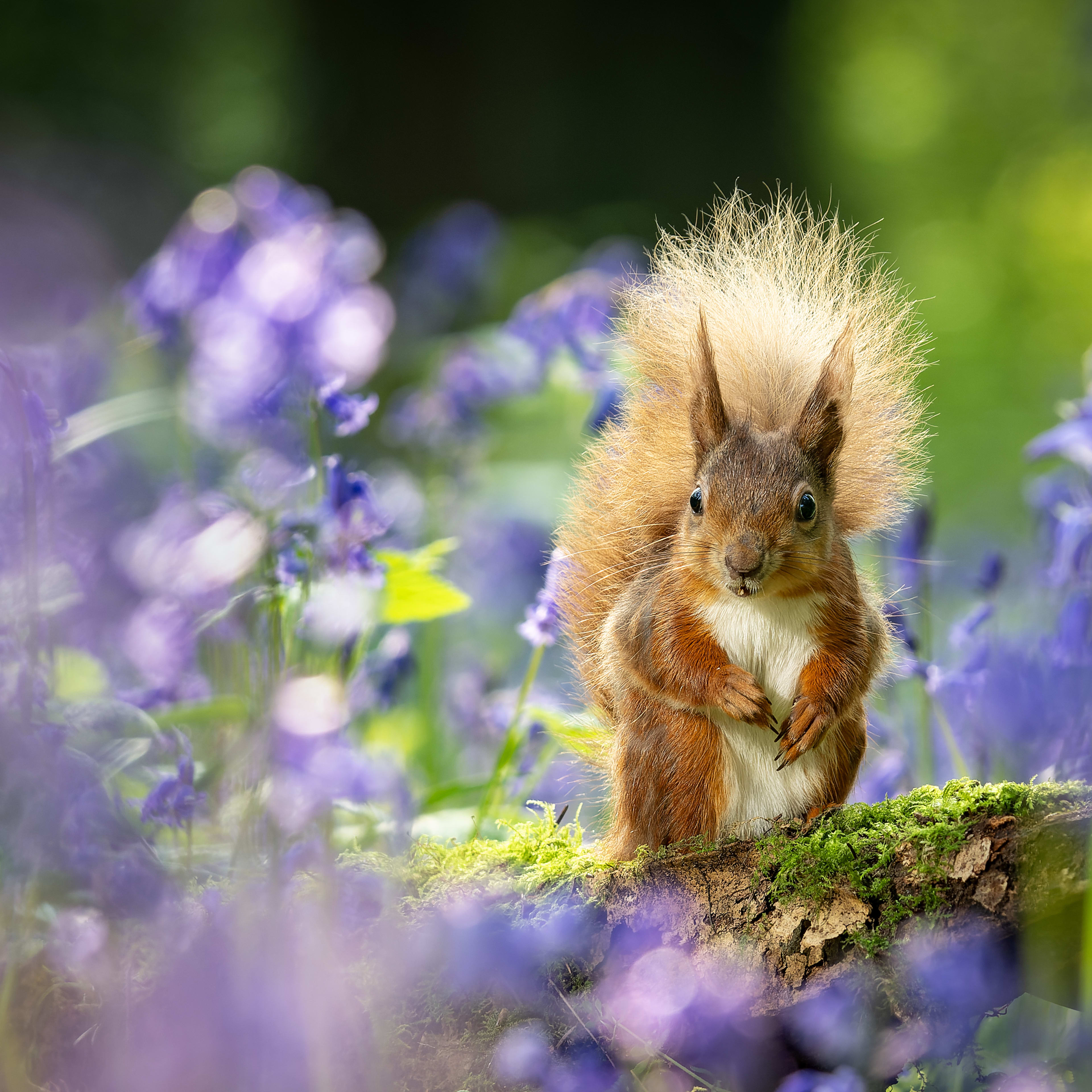 Stop Hungry Squirrels From Ruining Your Bulbs—Here's How