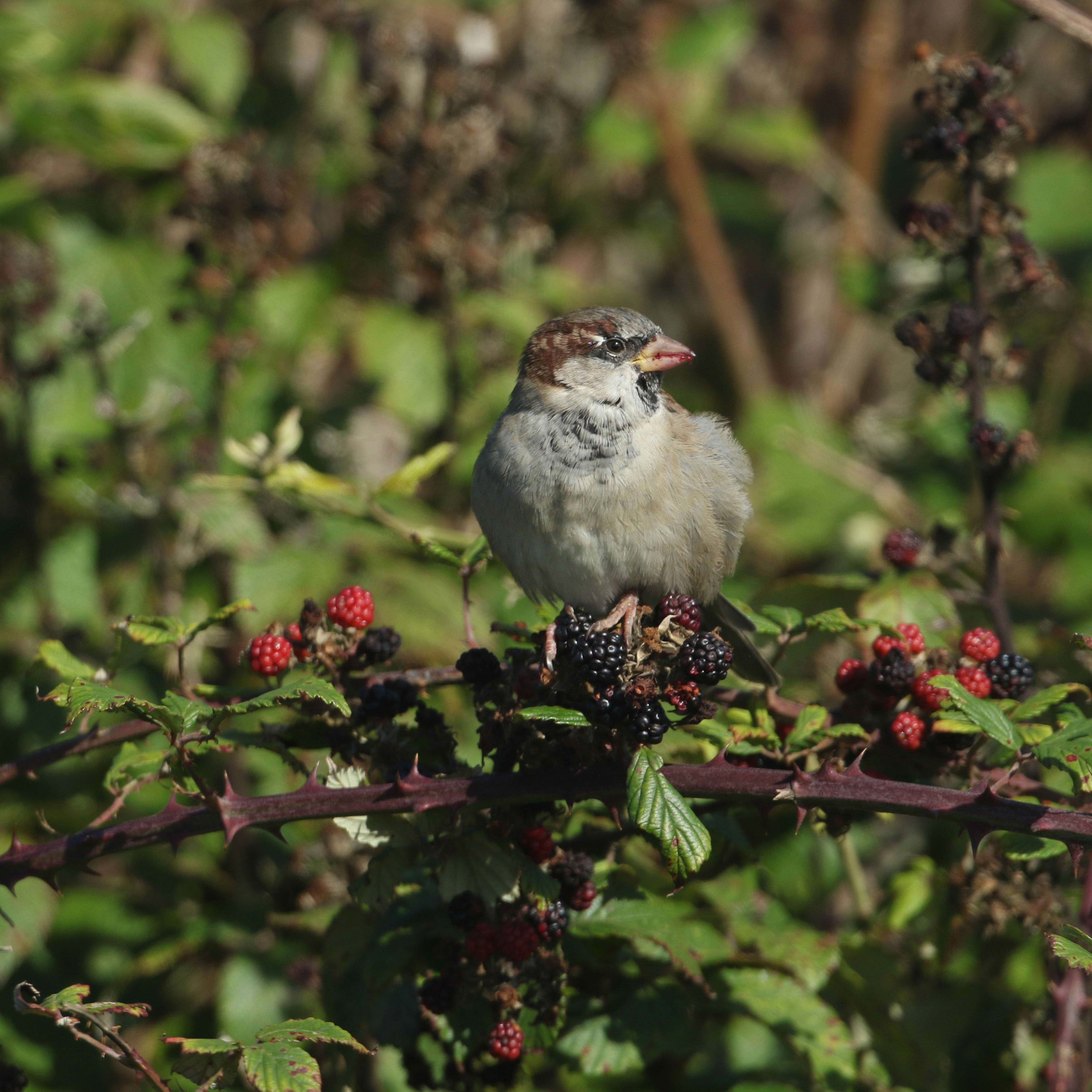 Tired of Birds Eating Your Berries? Here's How to Stop Them, According tor Experts