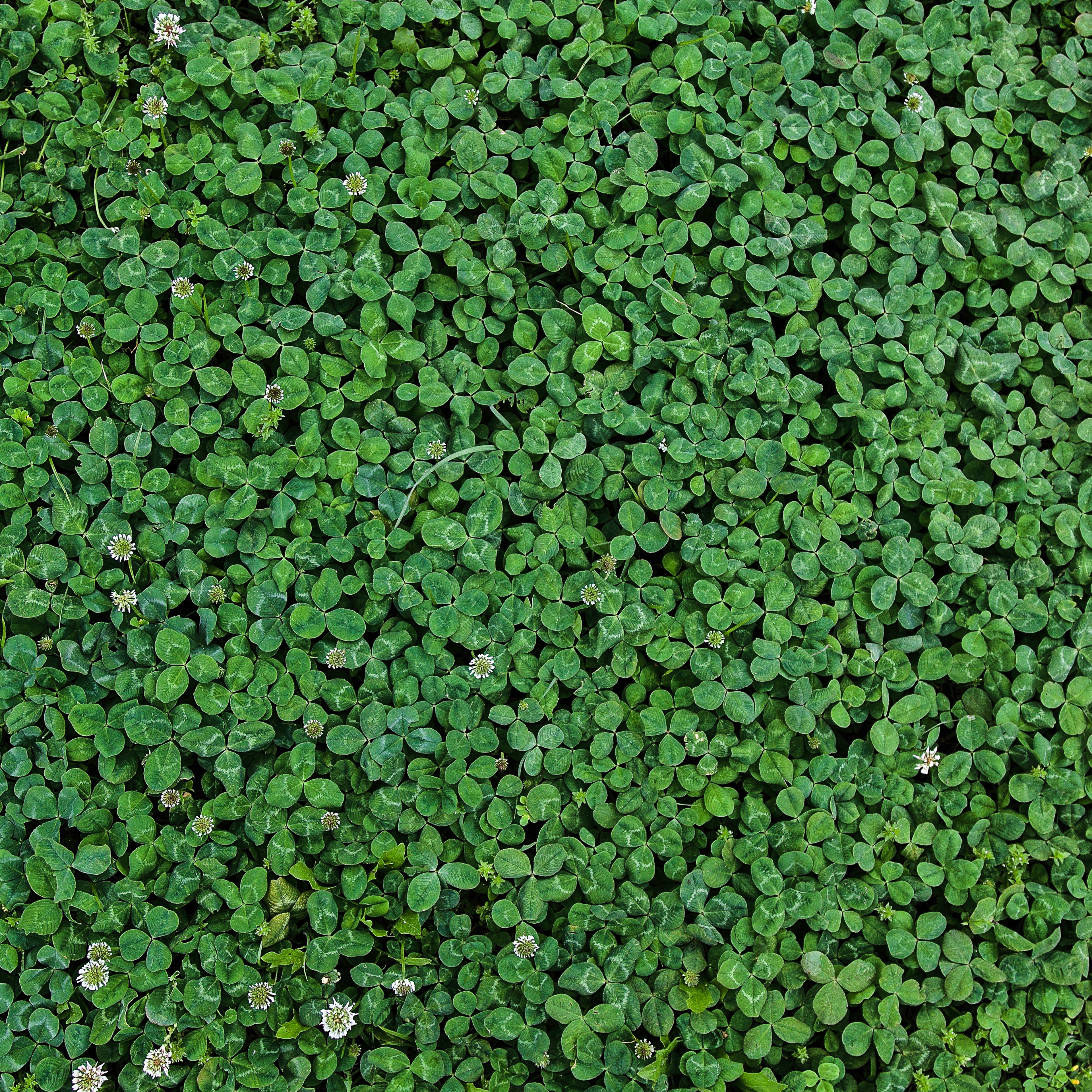 Why People Are Replacing Lawns With Clover (and Loving It)