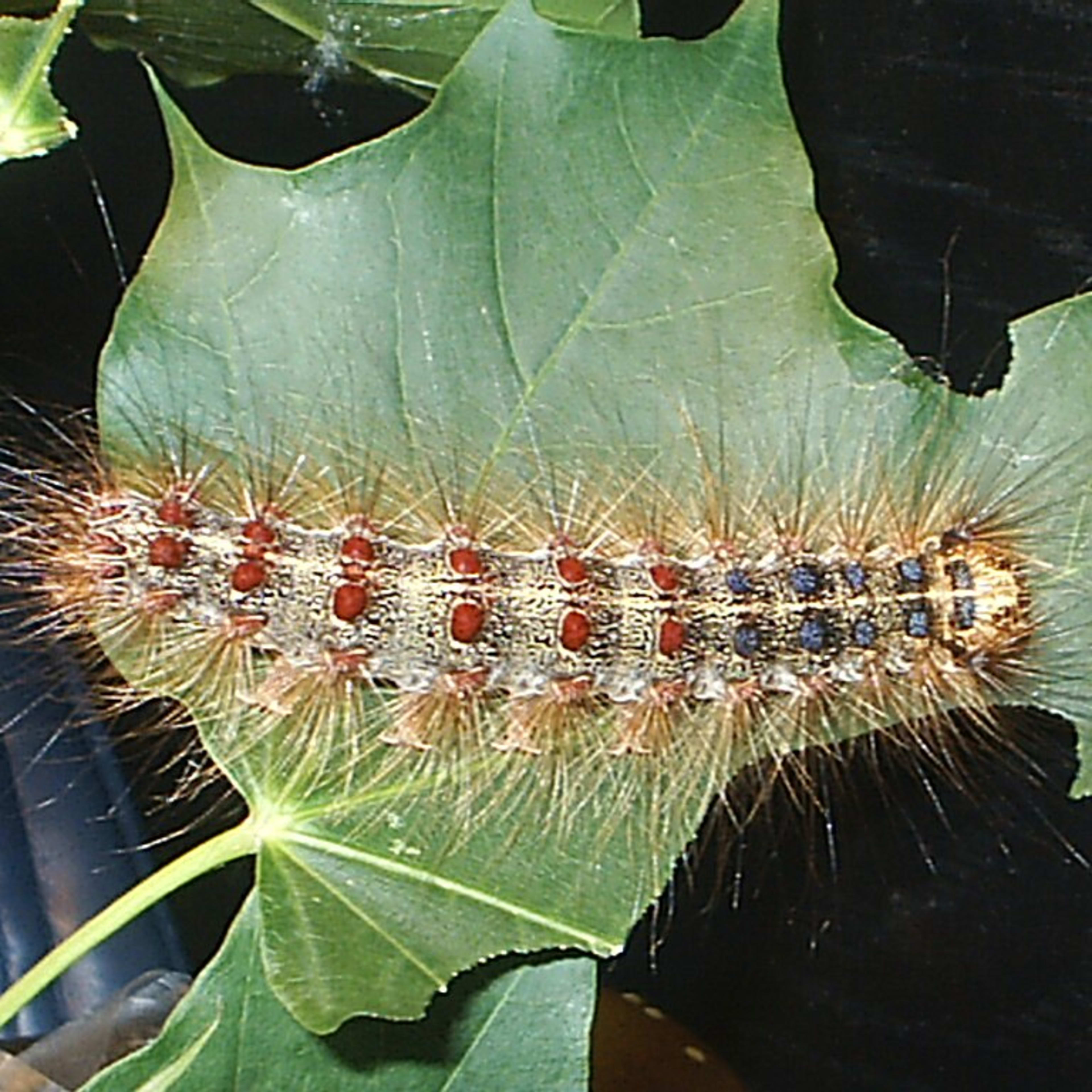 Are These Caterpillars Damaging Your Oak Trees? See the Photos to Know