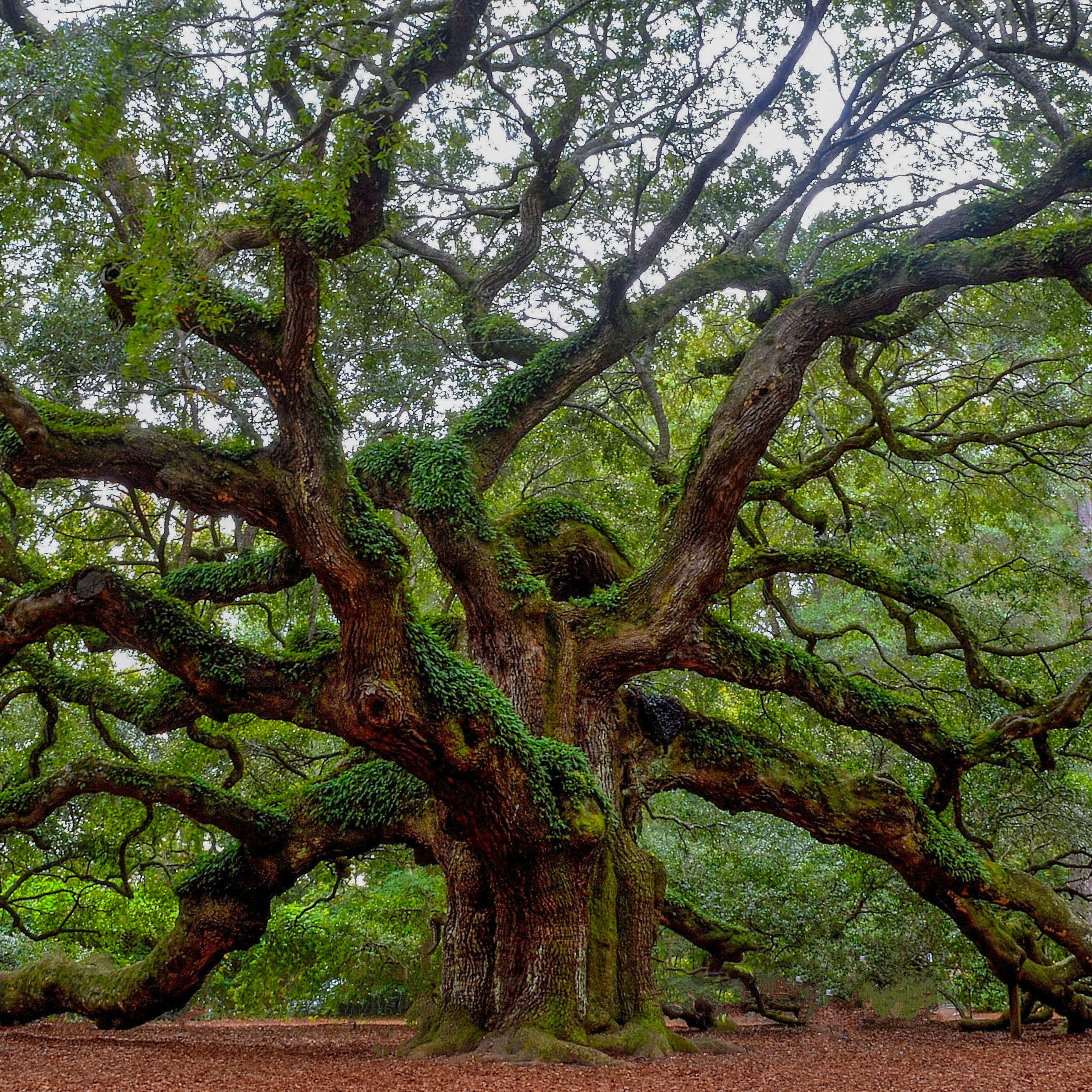 5 Messiest Trees to Avoid Planting in Your Yard