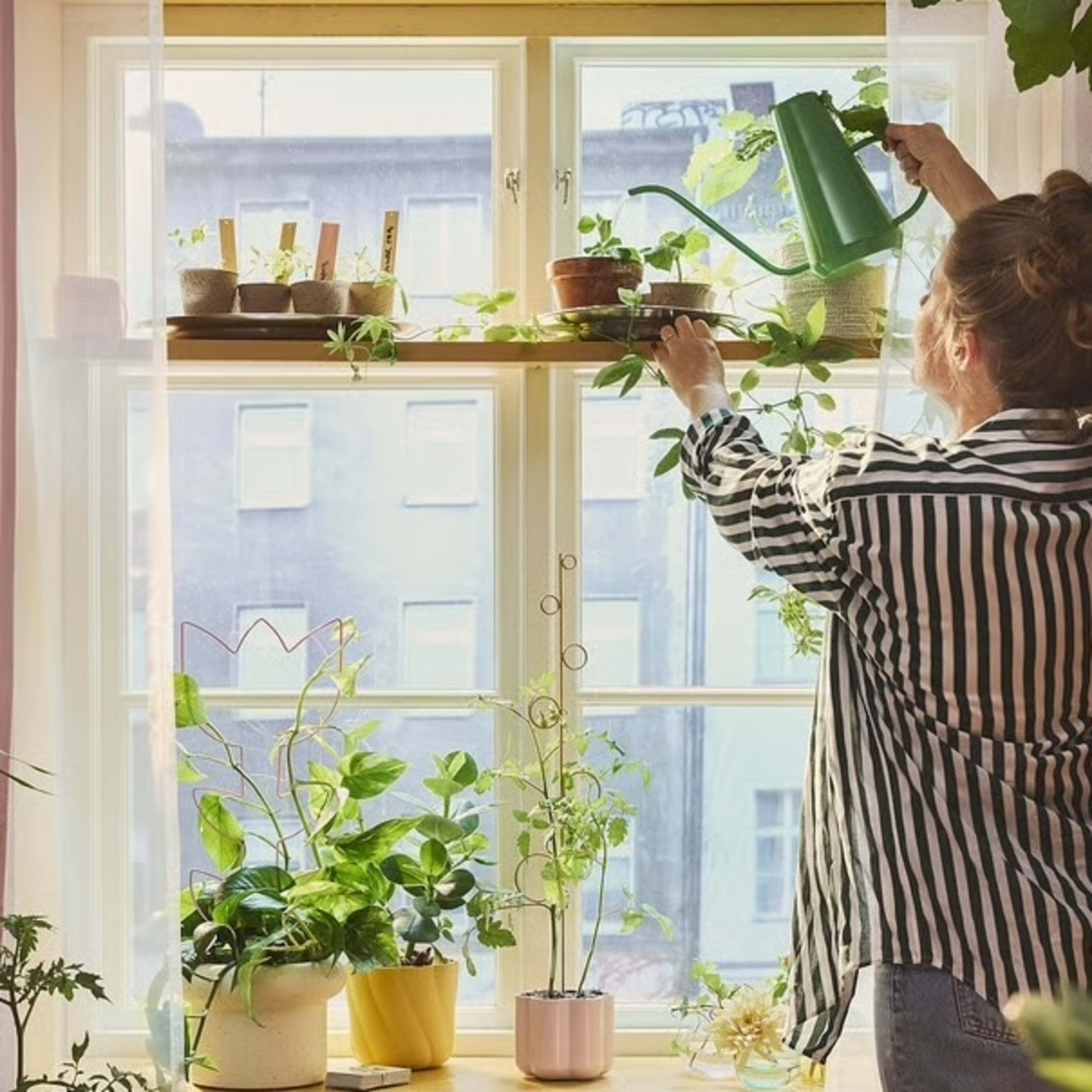 When Do Tulips Bloom? Understanding Tulip Timelines For Spring - Dengarden