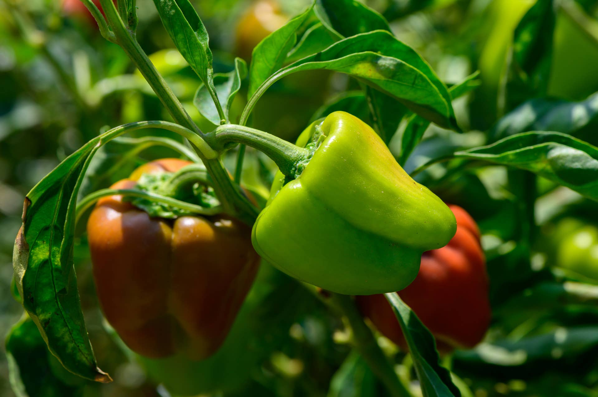 Grow Bell Peppers at Home Using Empty Strawberry Containers - Dengarden