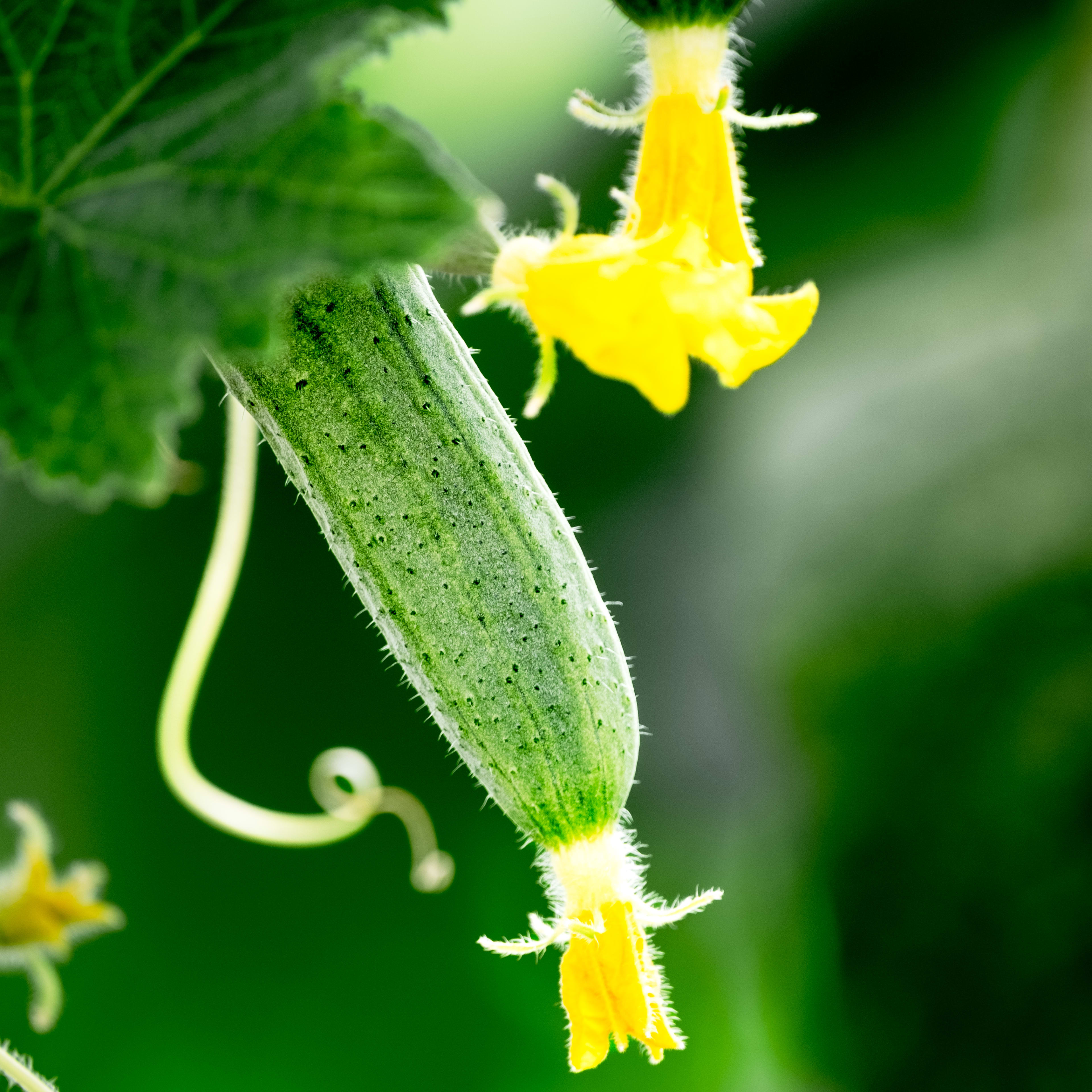 This Common Cucumber Seed Starting Mistake Kills Your Crop - Dengarden