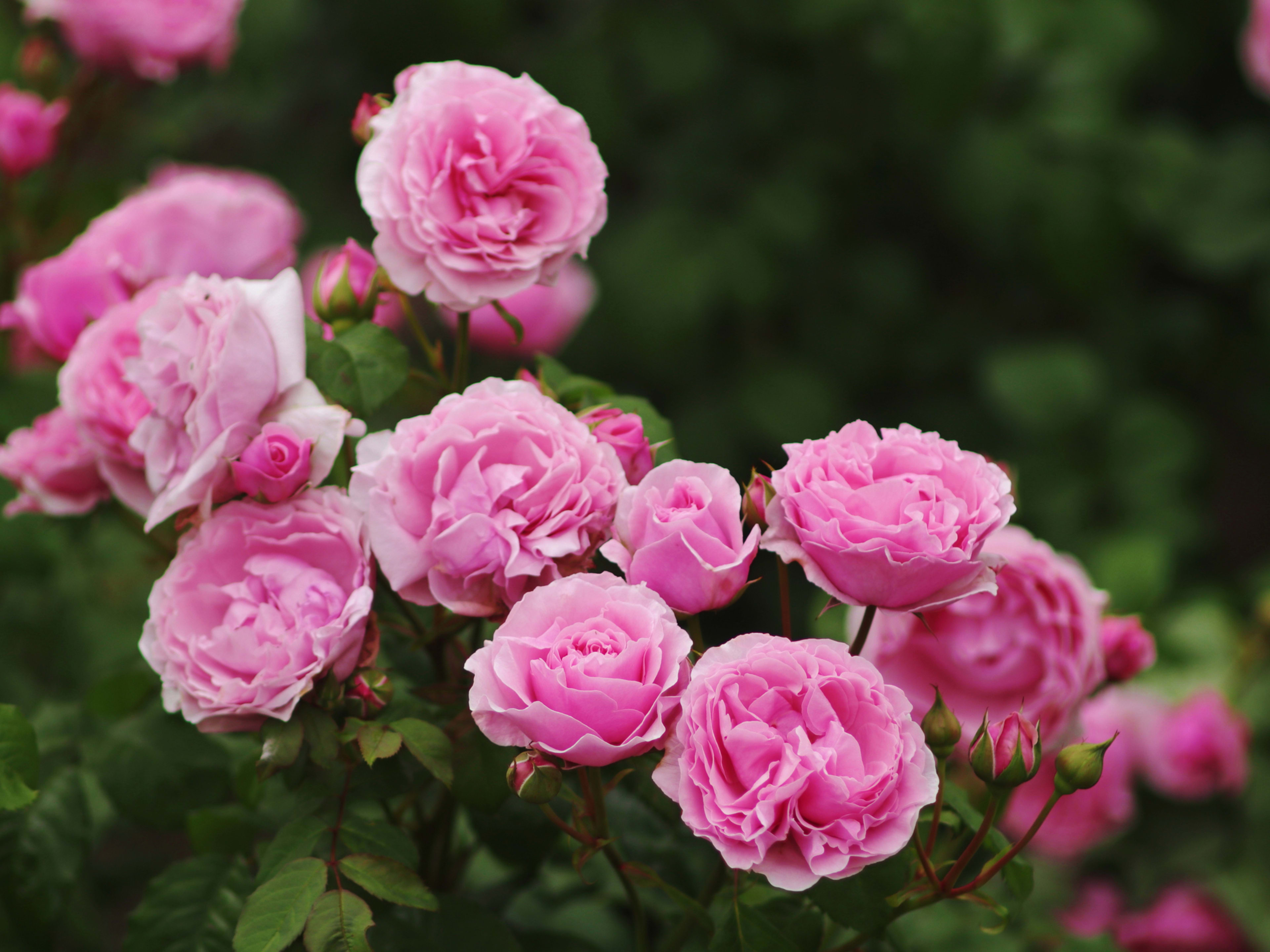 Lovely pink roses Princess Claire of Belgium in bloom , originally named/bred by Martin Vissers ,Belgium,before 2013 as VISbonpa and introduced by Jan Spek Rozen BV, in Netherlands in 2013 as Princess Claire de Belgique. Hybrid Tea Rose,Glandiflora