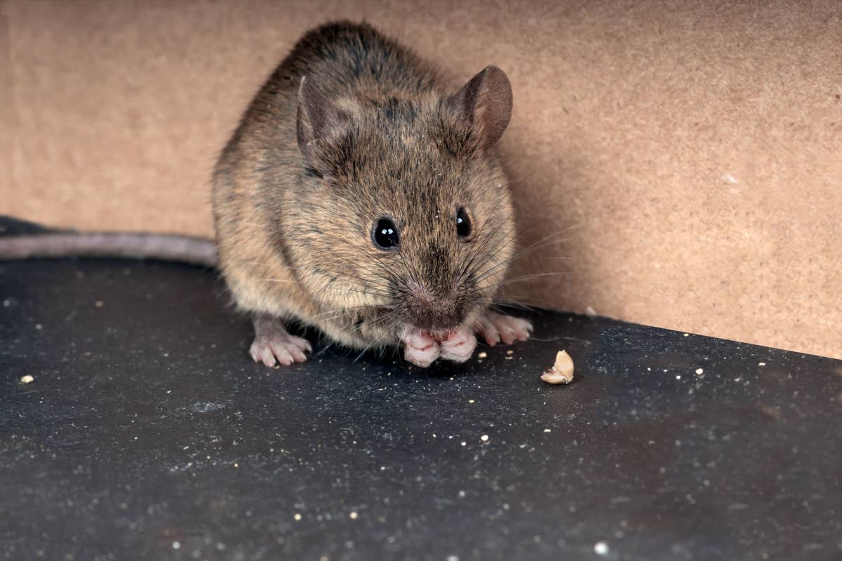 Woman's Rescue of Tiny Bird From Mouse Sticky Trap Proves How Dangerous