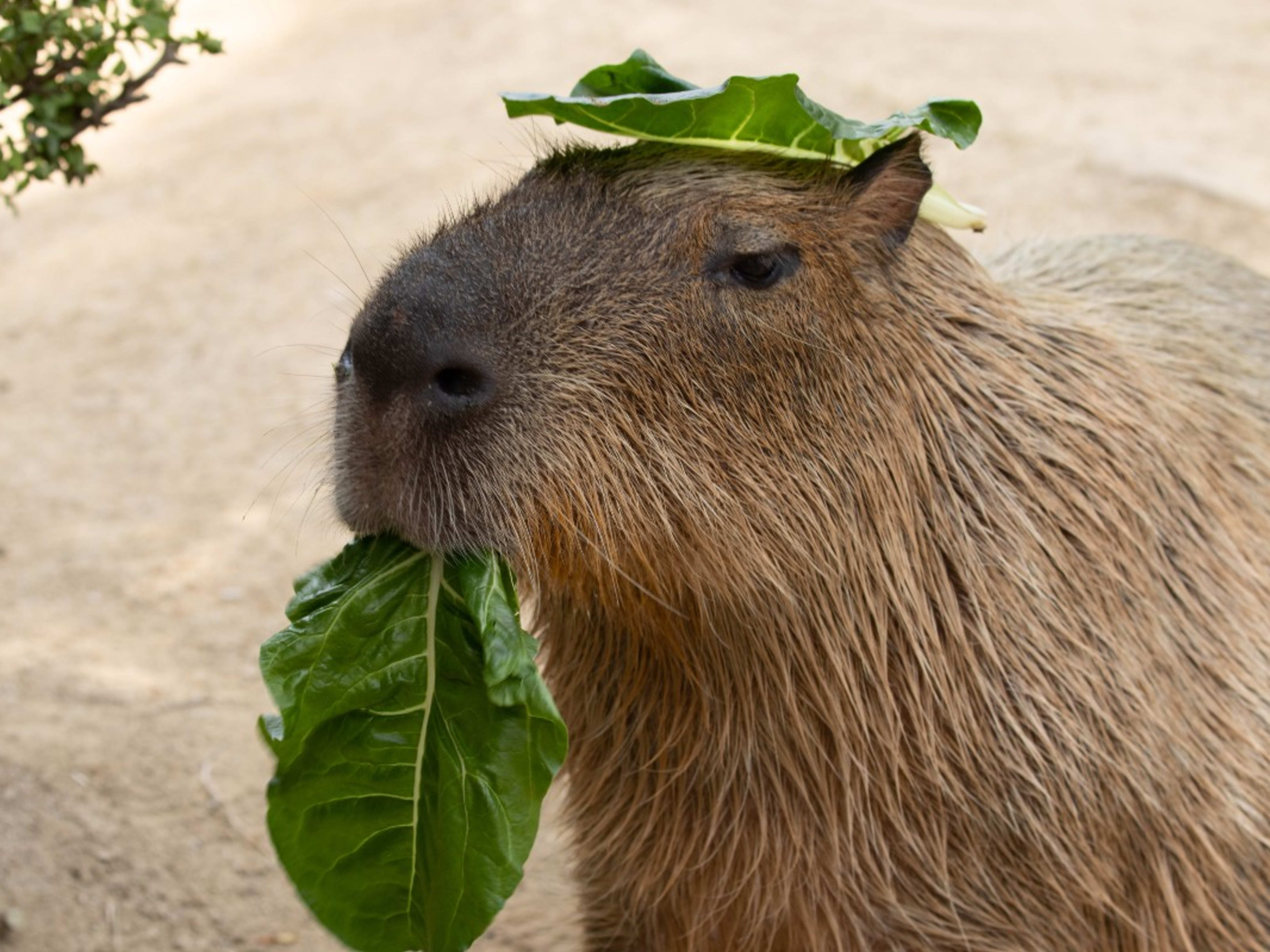 Unique Capybara Hotel in Japan Takes Cute to a New Level