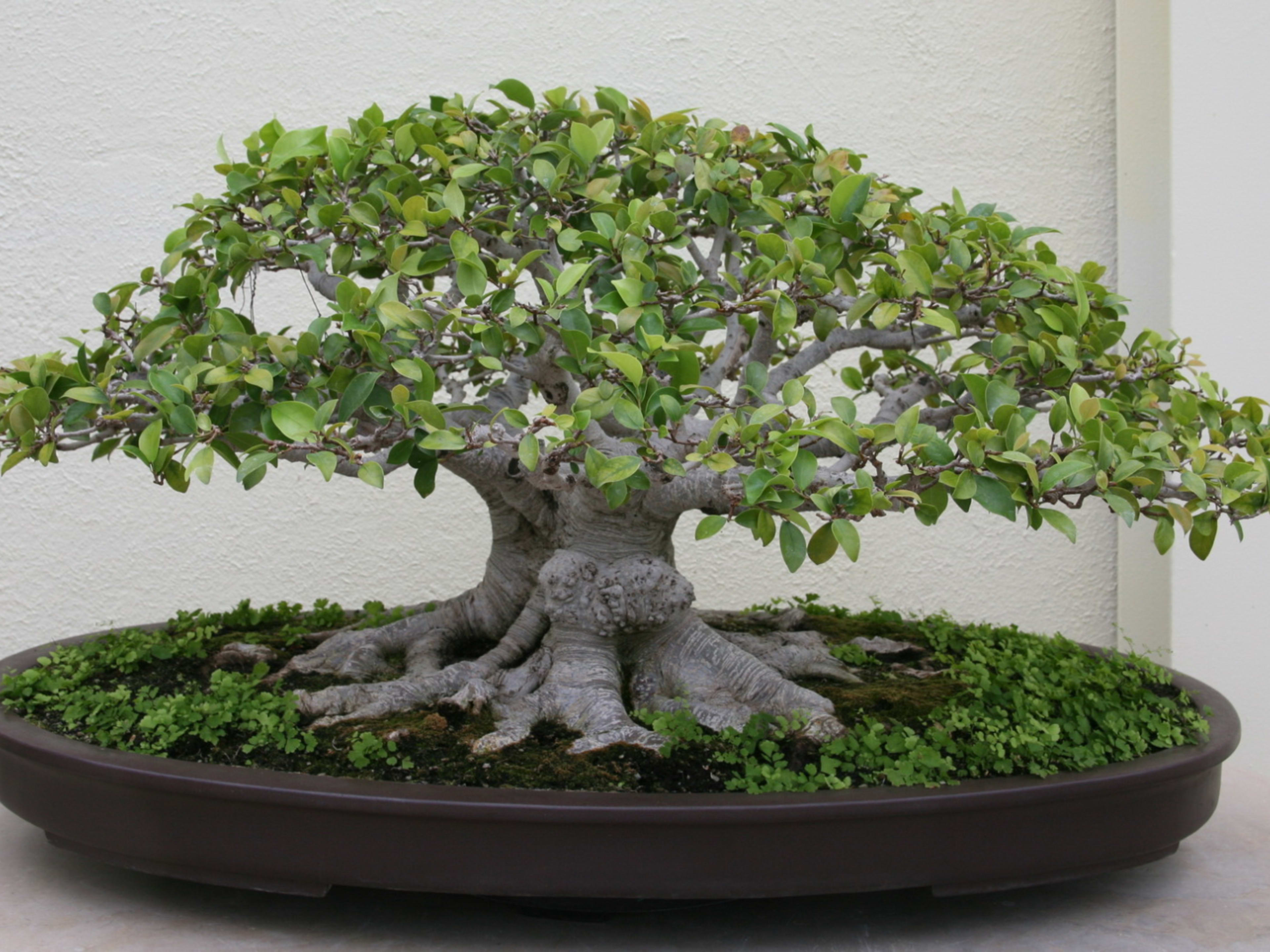 Is a Ficus Ginseng a Bonsai? Discover the Truth