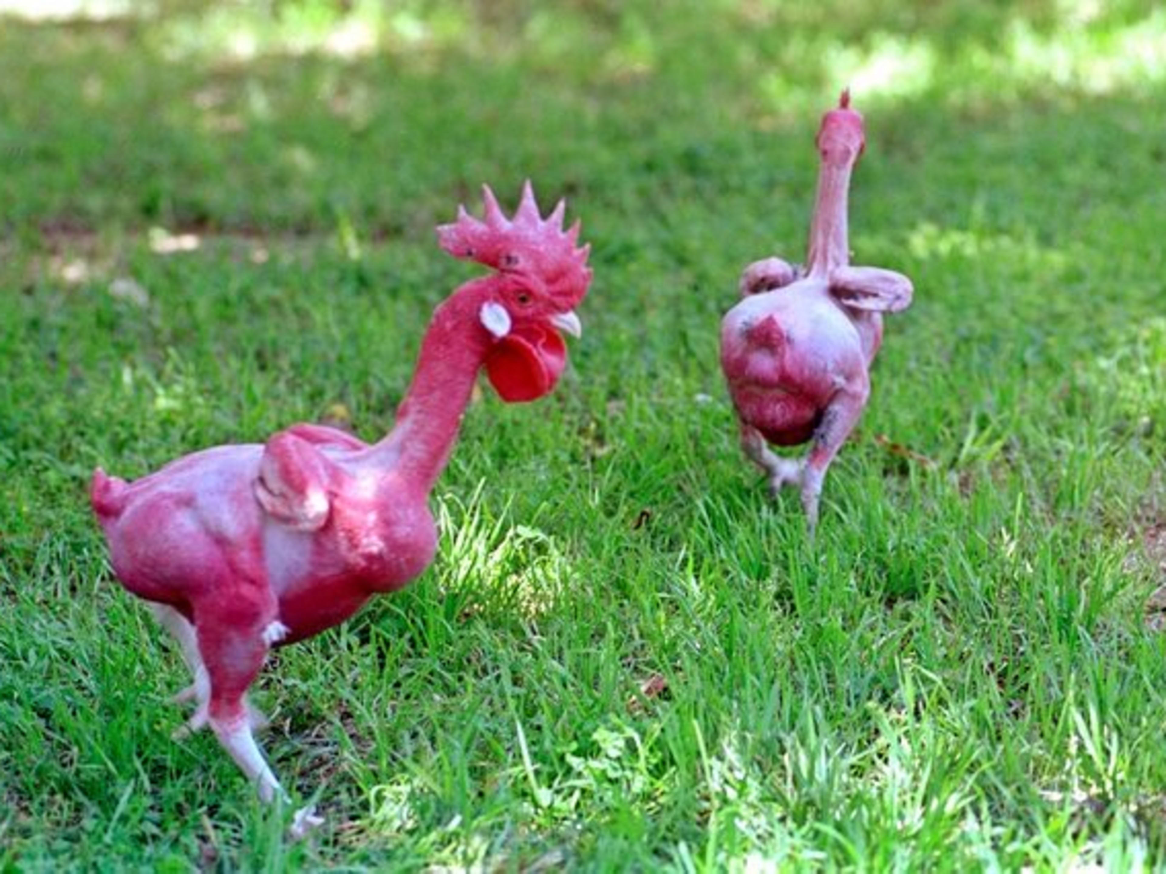 The Naked Truth About Featherless Owls - sq2sbsl