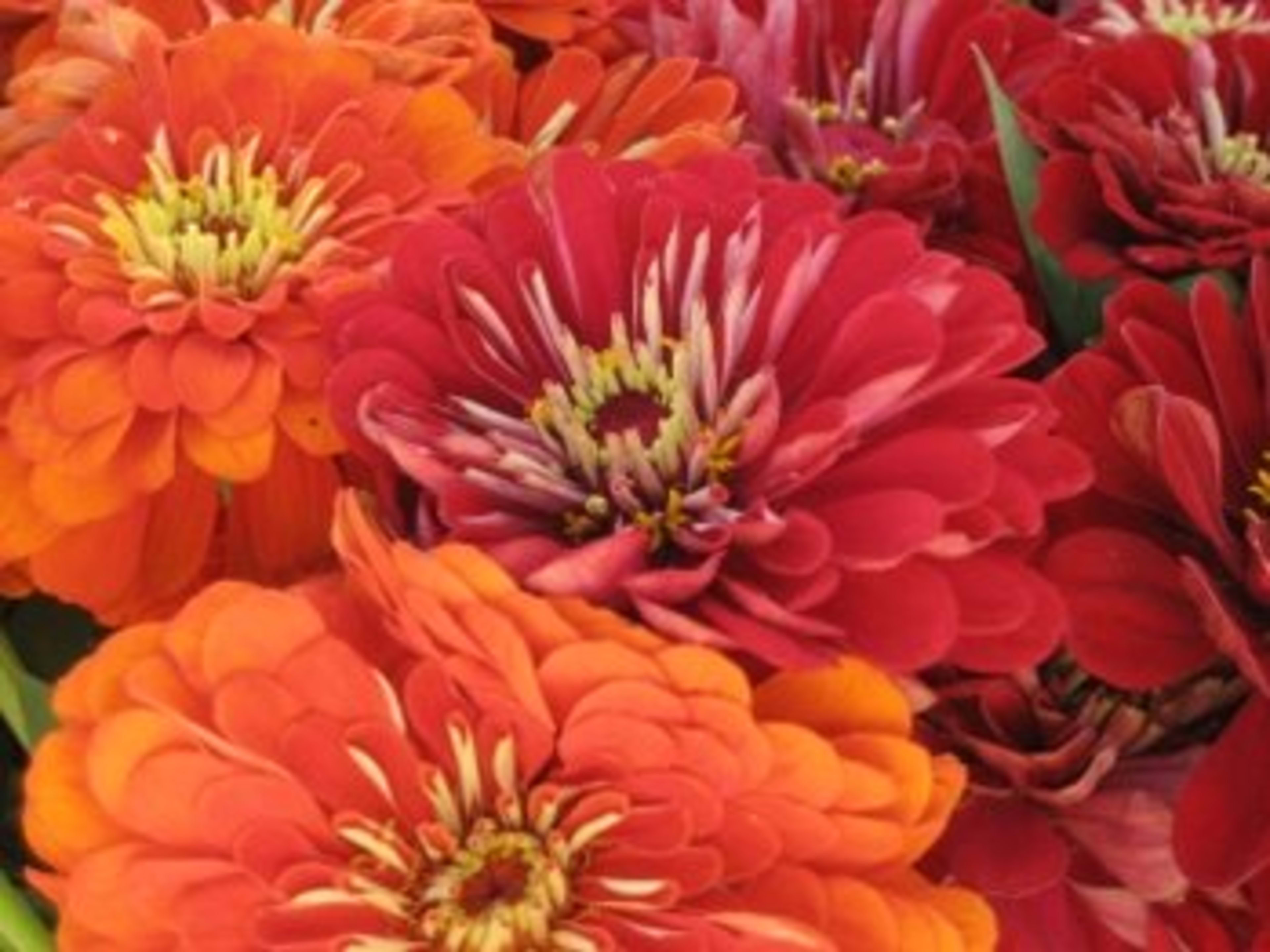その他 Zsiga A Little Red Flower for You Figure Zsiga A Little Red Flower for You Figure その他