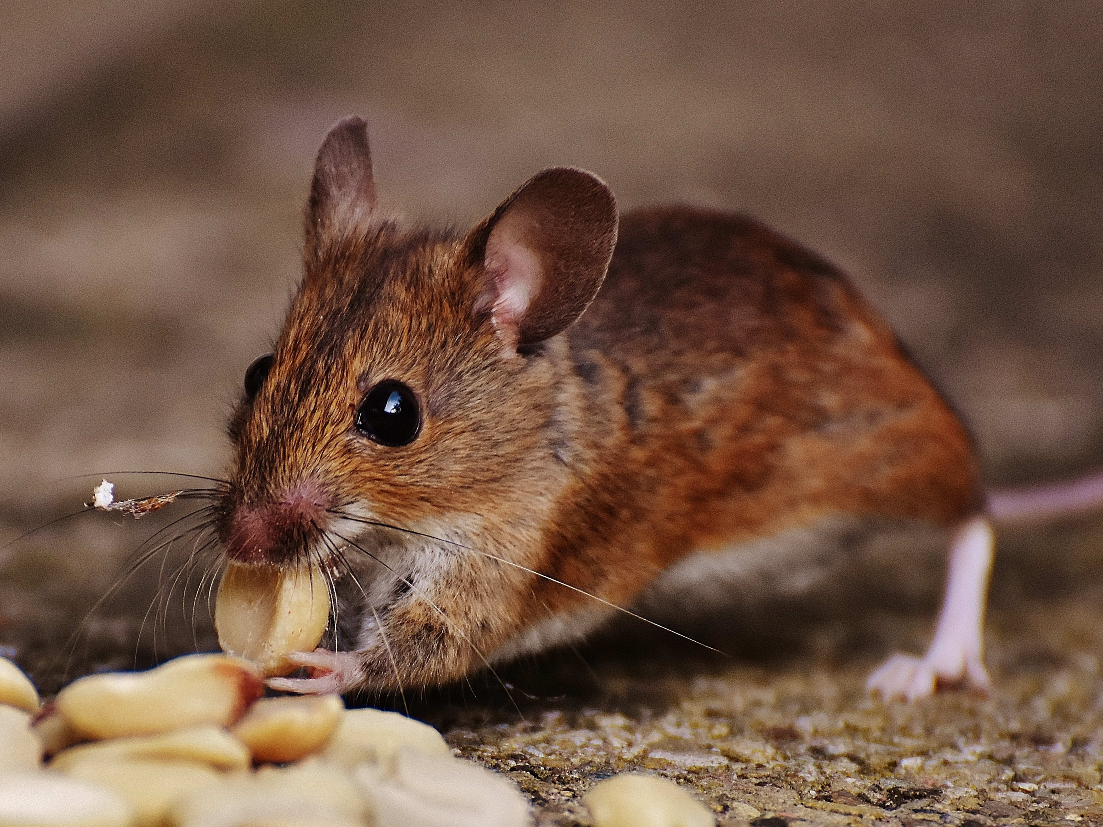 The Best Kid-Safe and Pet-Friendly Mousetraps