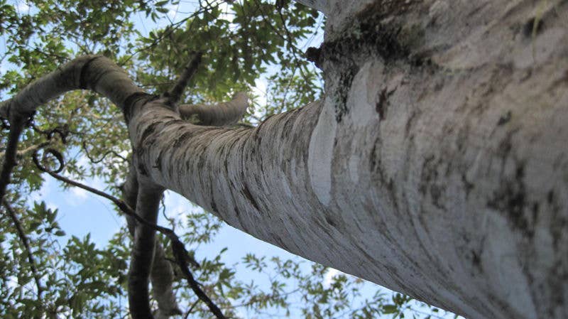 Australian Native Plant Profile: Soap Tree (Alphitonia Excelsa) - Dengarden