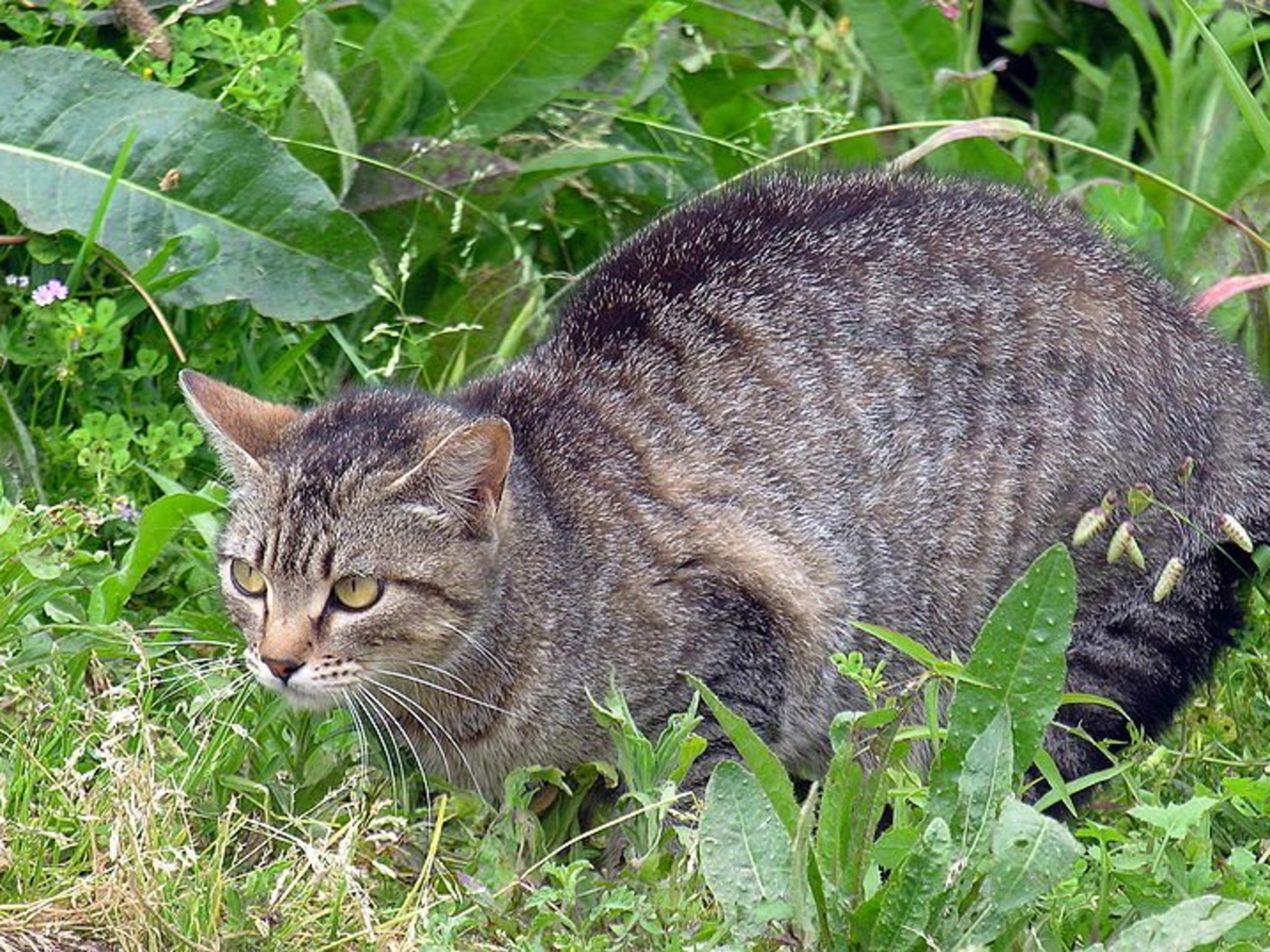keep cat away from plants
