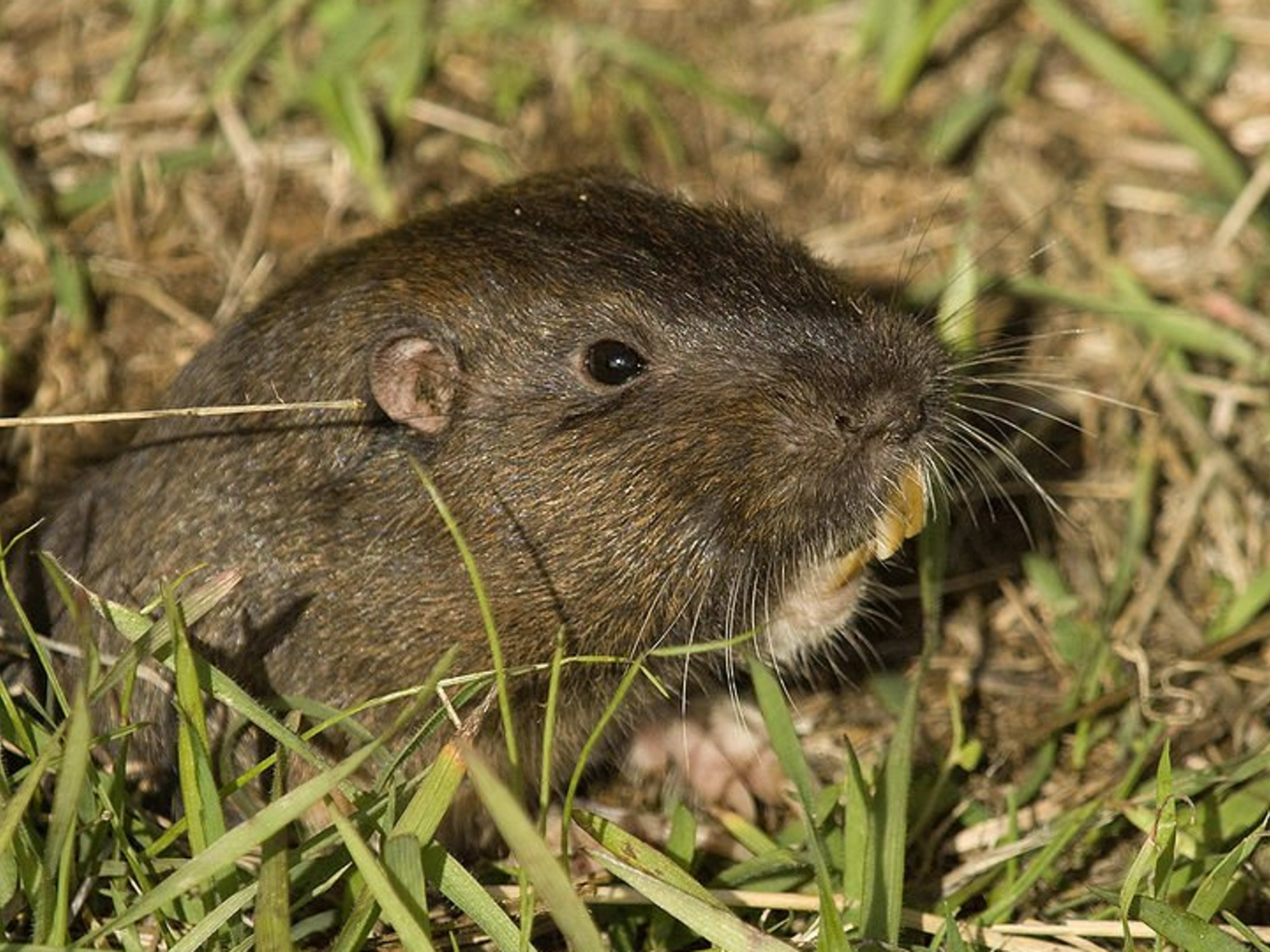 What does a gopher look like discount