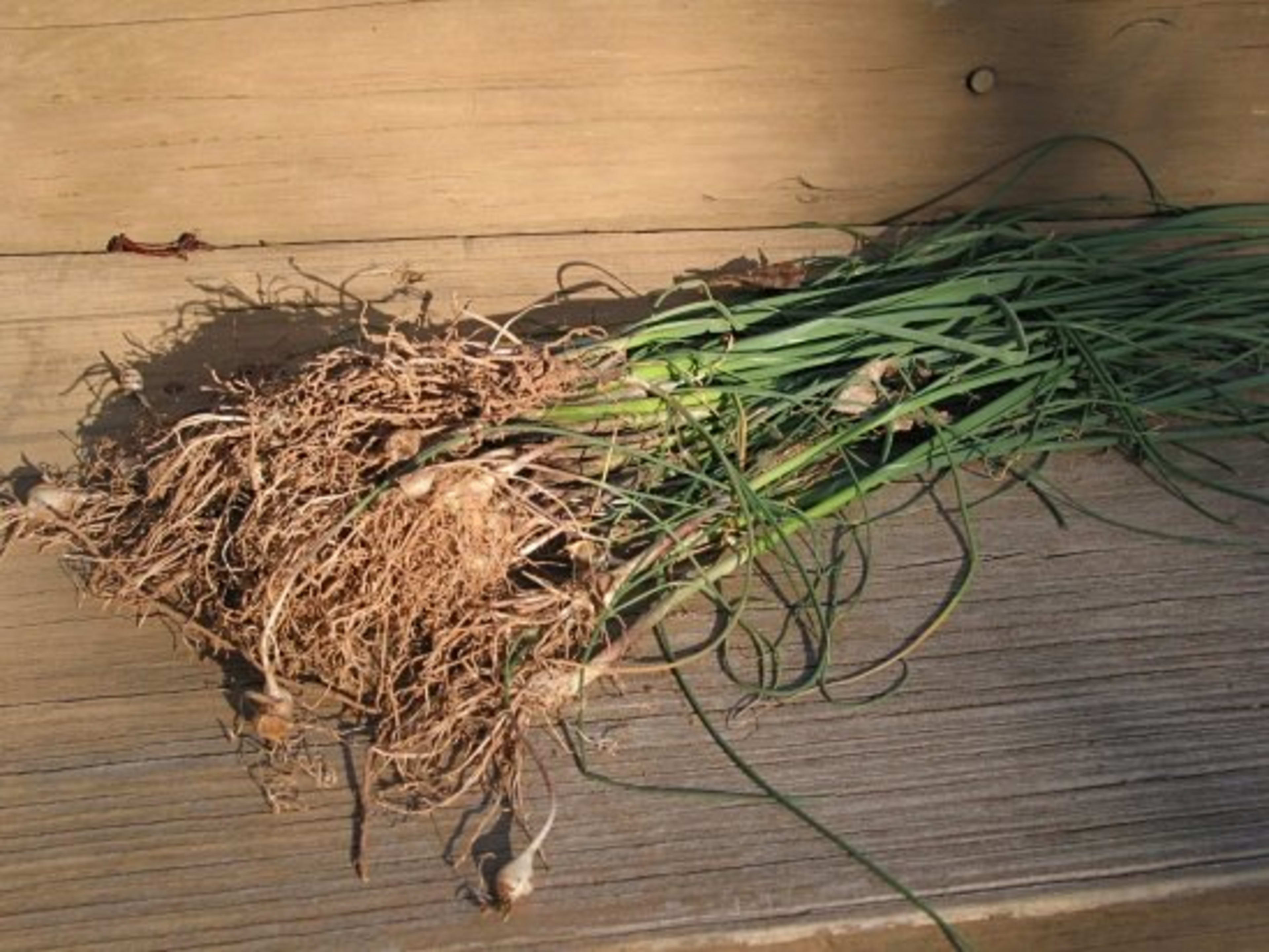 Onion grass discount