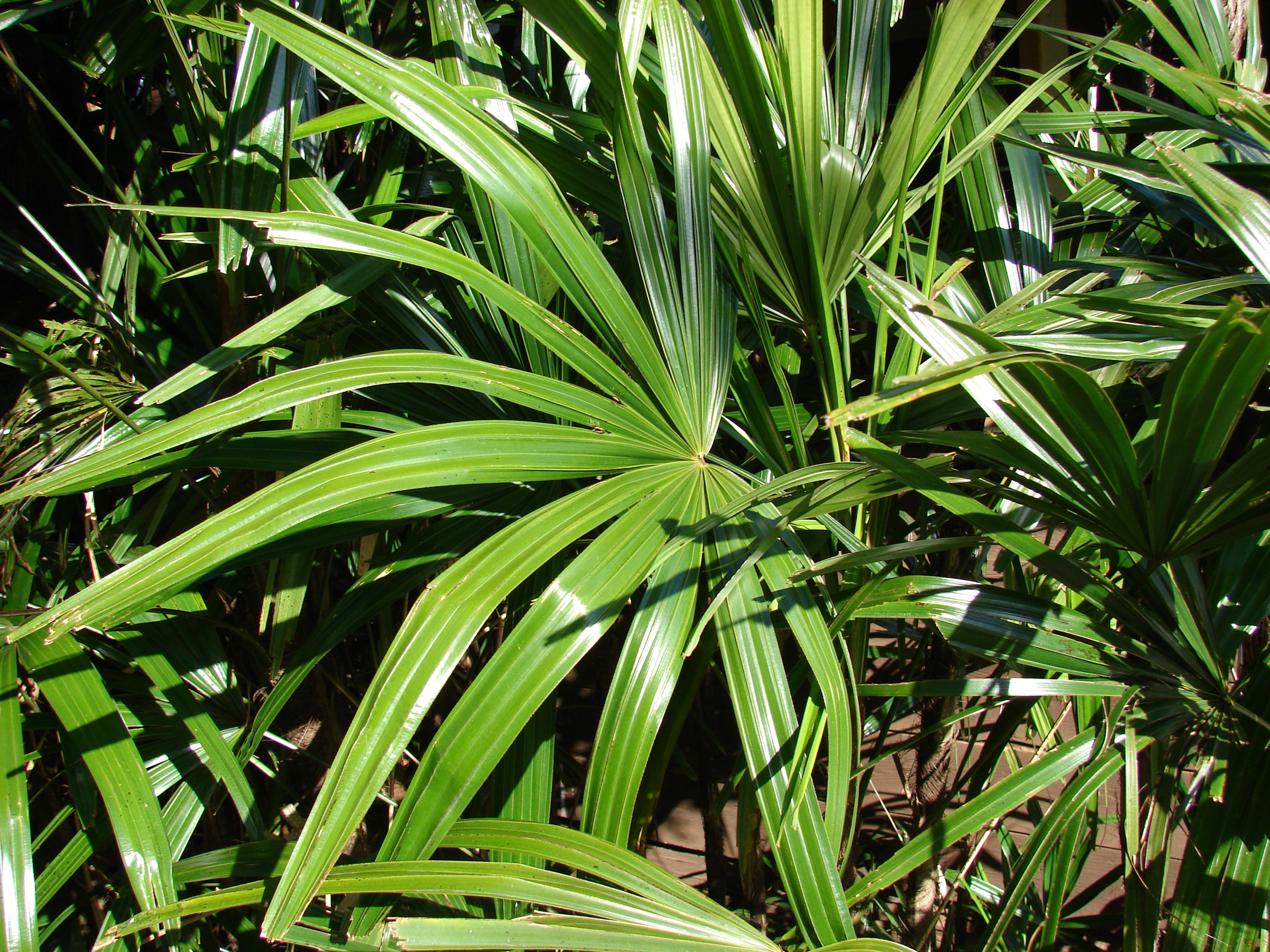 How to Grow and Care for Rhapis Palm Lady Palm