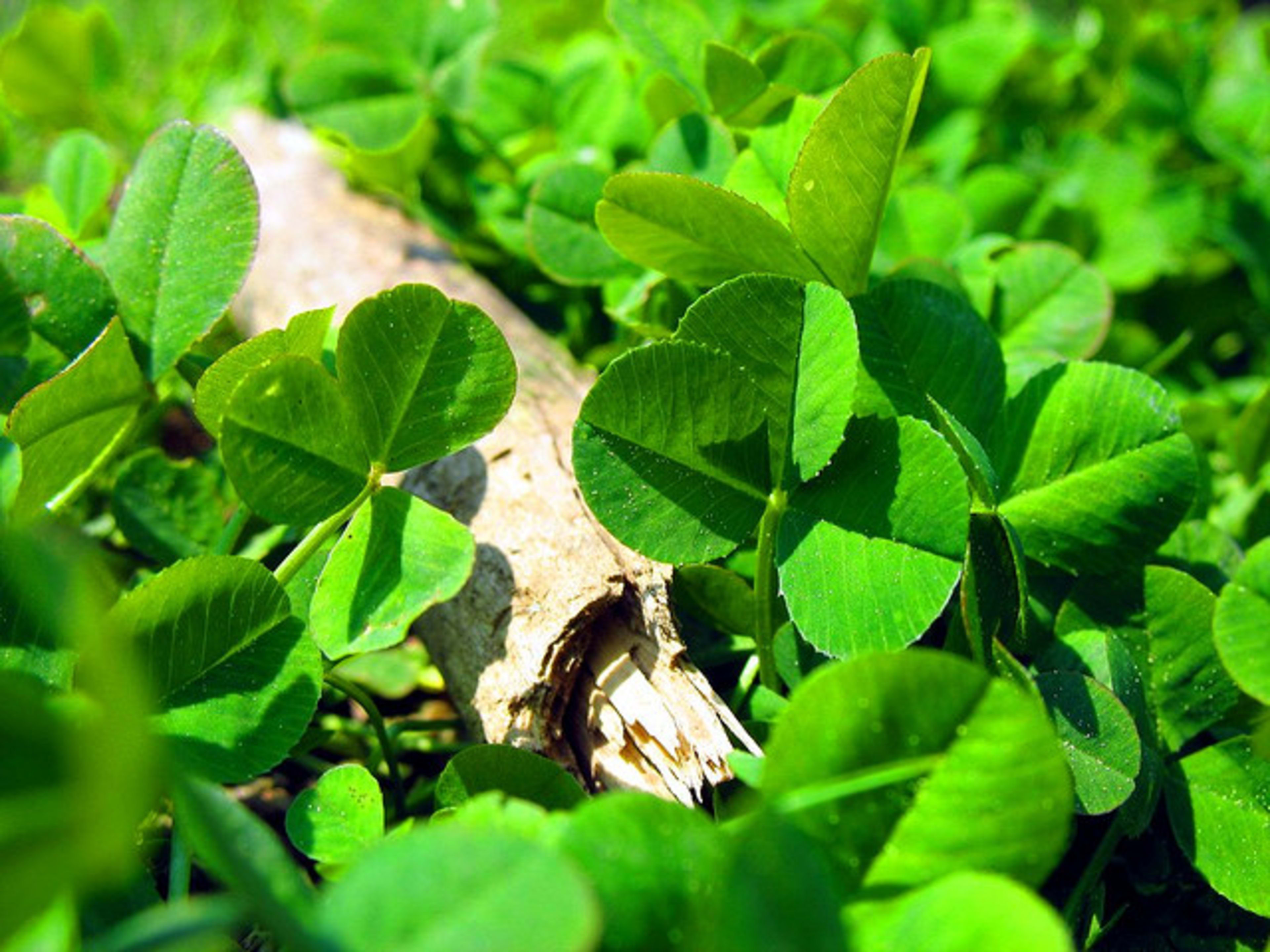How to Grow Shamrocks for St Patrick #39 s Day Dengarden