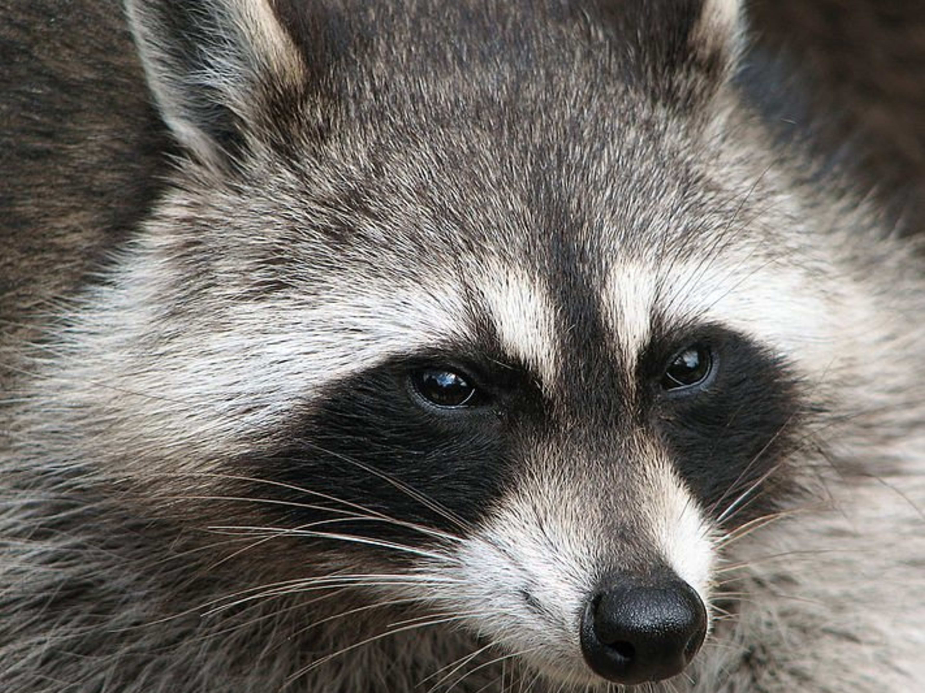 Breathtaking Raccoons Get Rid Of Photo for Desktop Breathtaking Raccoons Get Rid Of Photo for Desktop