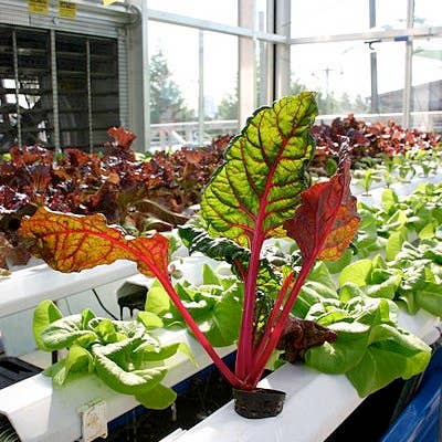 How to Build an Indoor Hydroponic Vegetable Garden