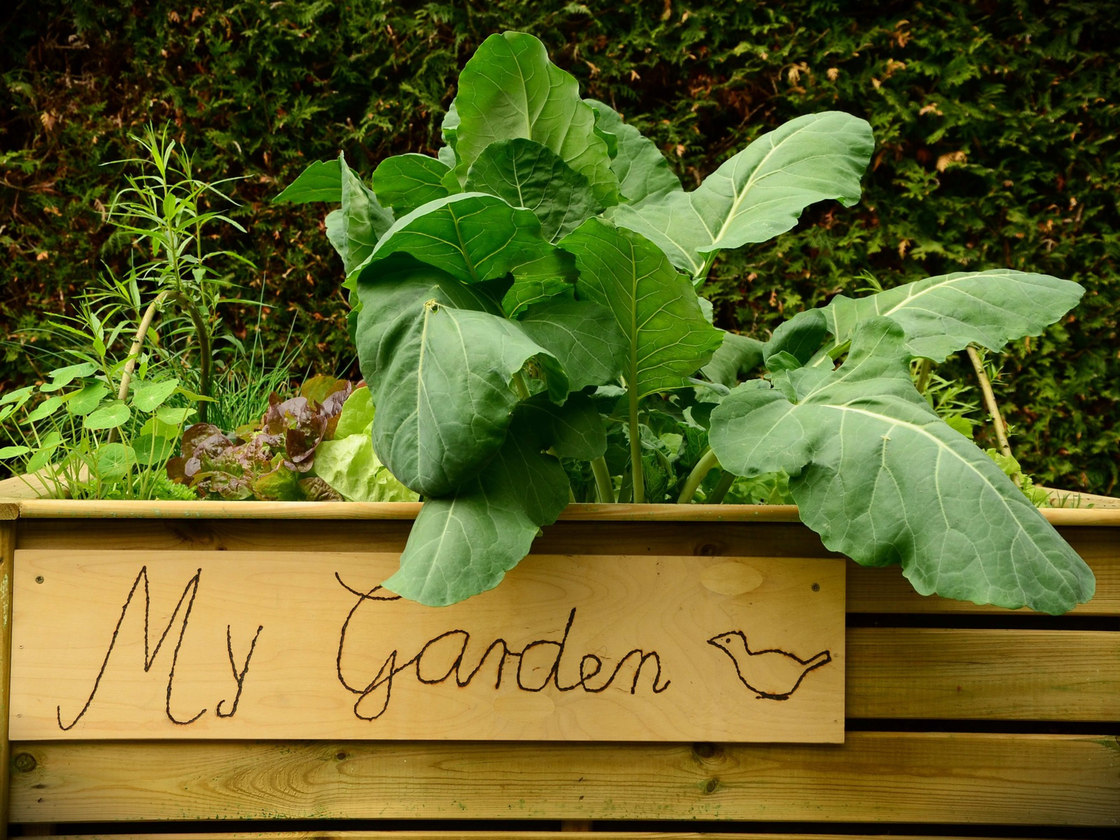 The Best and Worst Materials for Building Raised Garden Beds