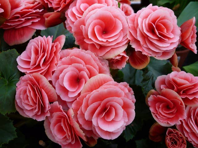 How to Care for Tuberous Begonias - Dengarden