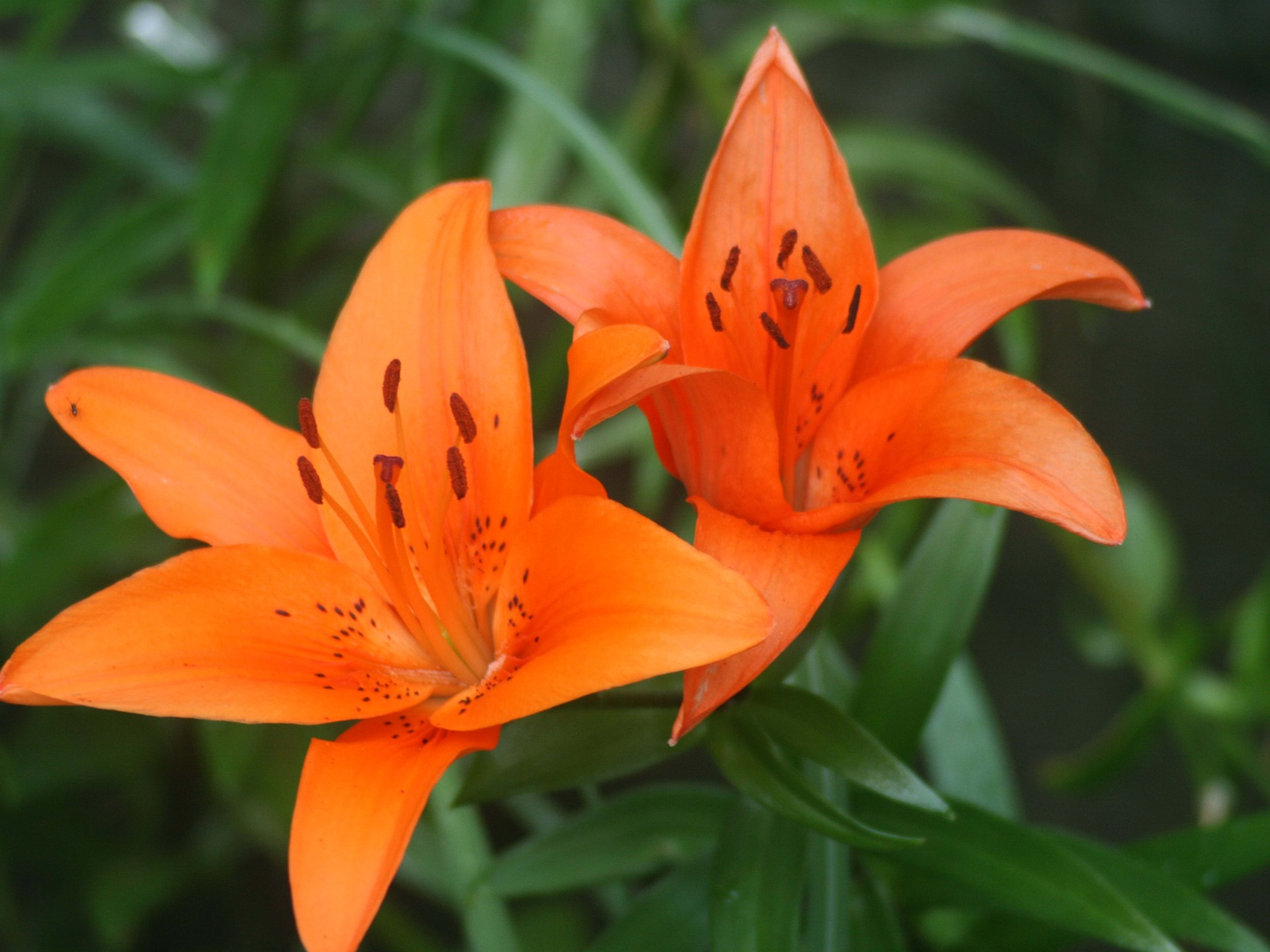 Tiger Lily