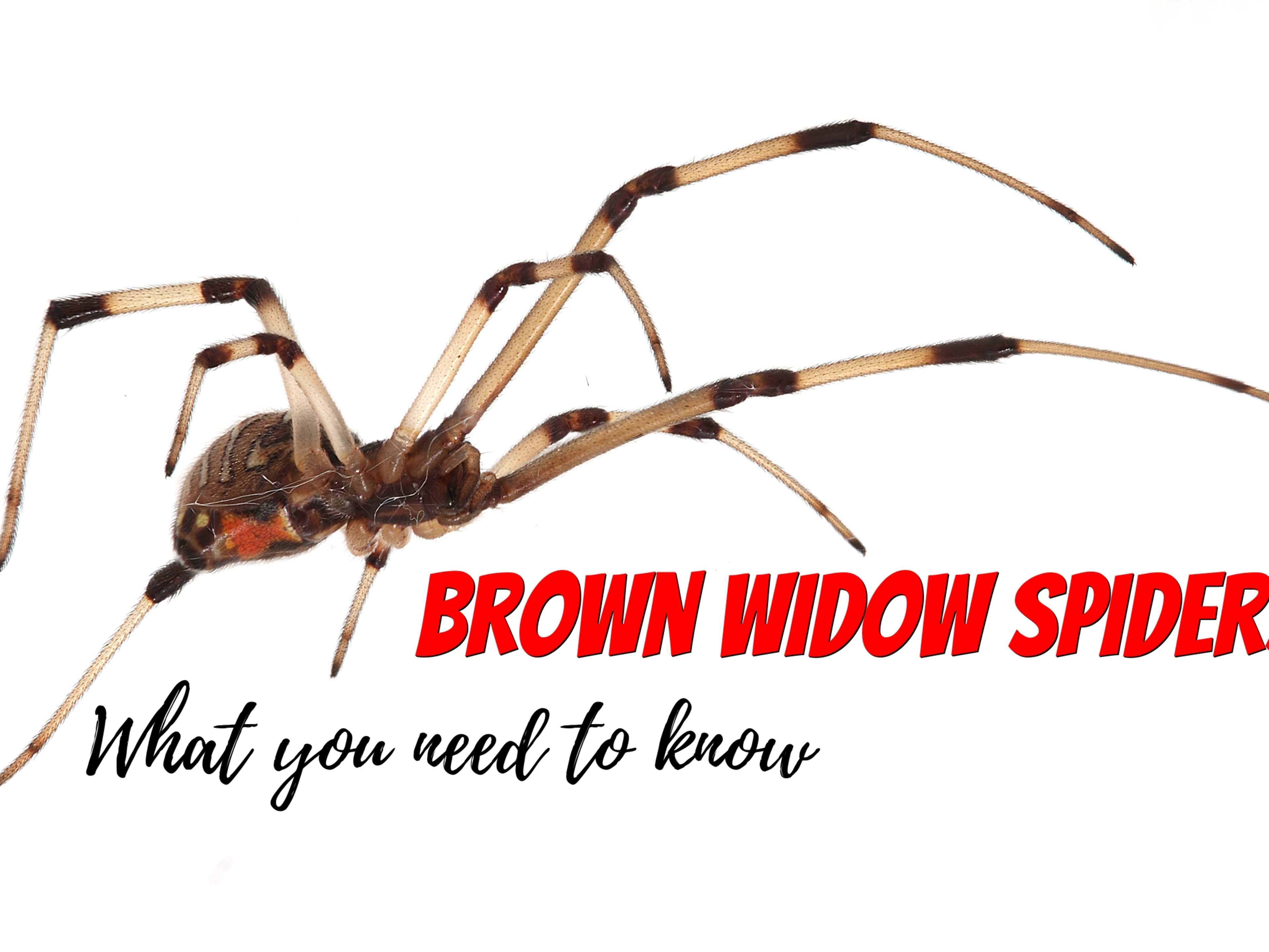 Brown Widow Spider Bites
