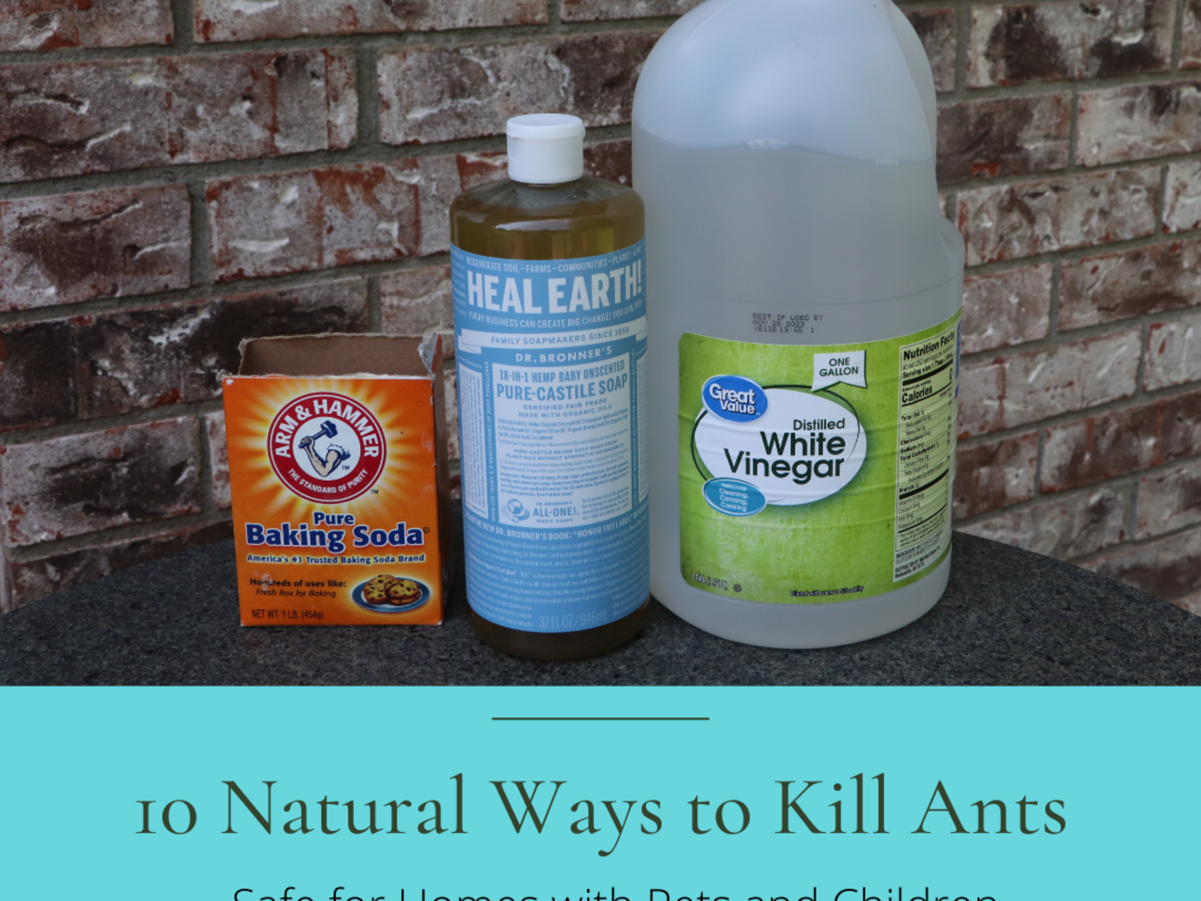 How to Get Rid of Ants Naturally