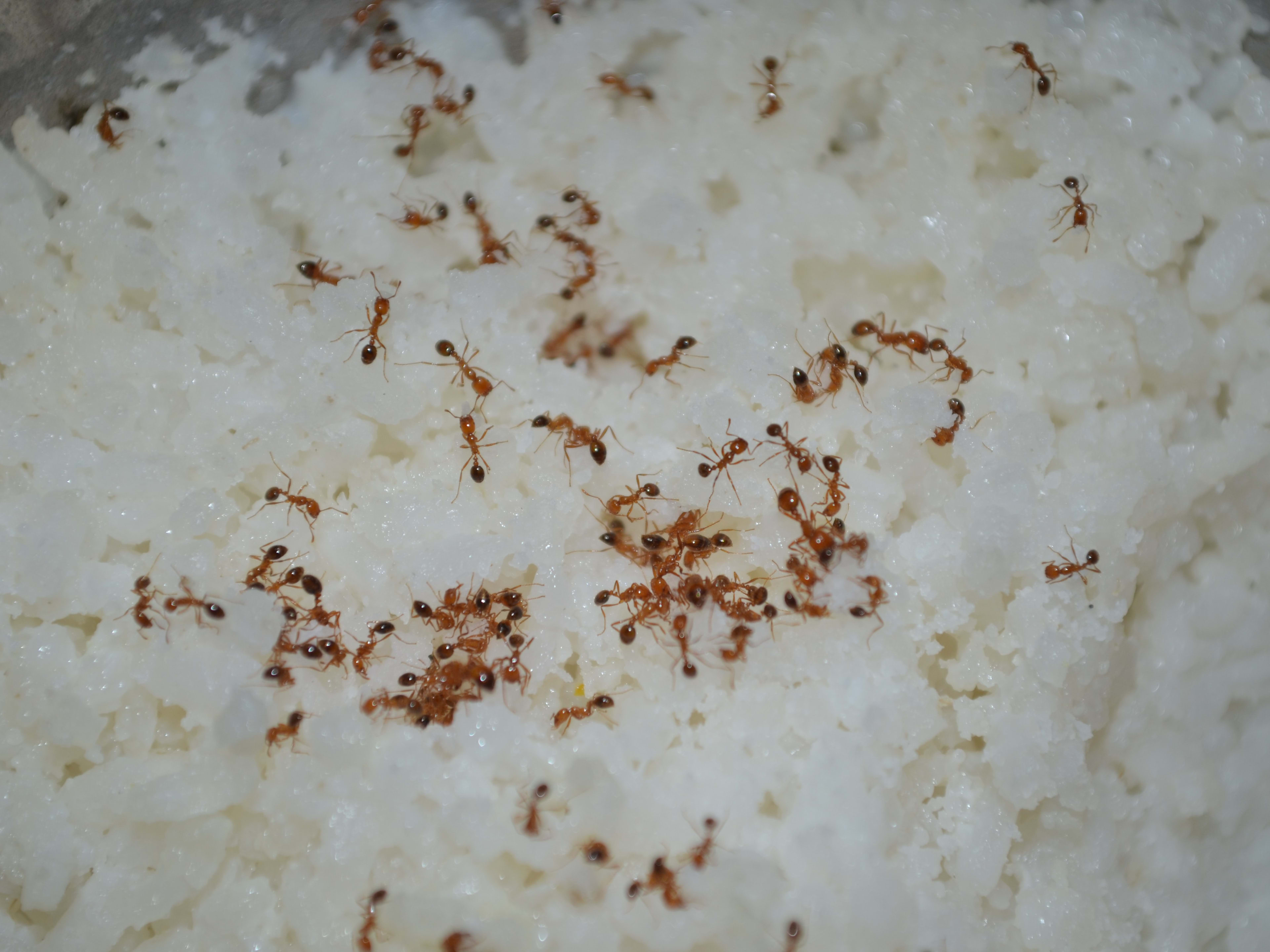 How to Get Rid of Ants in Your Home