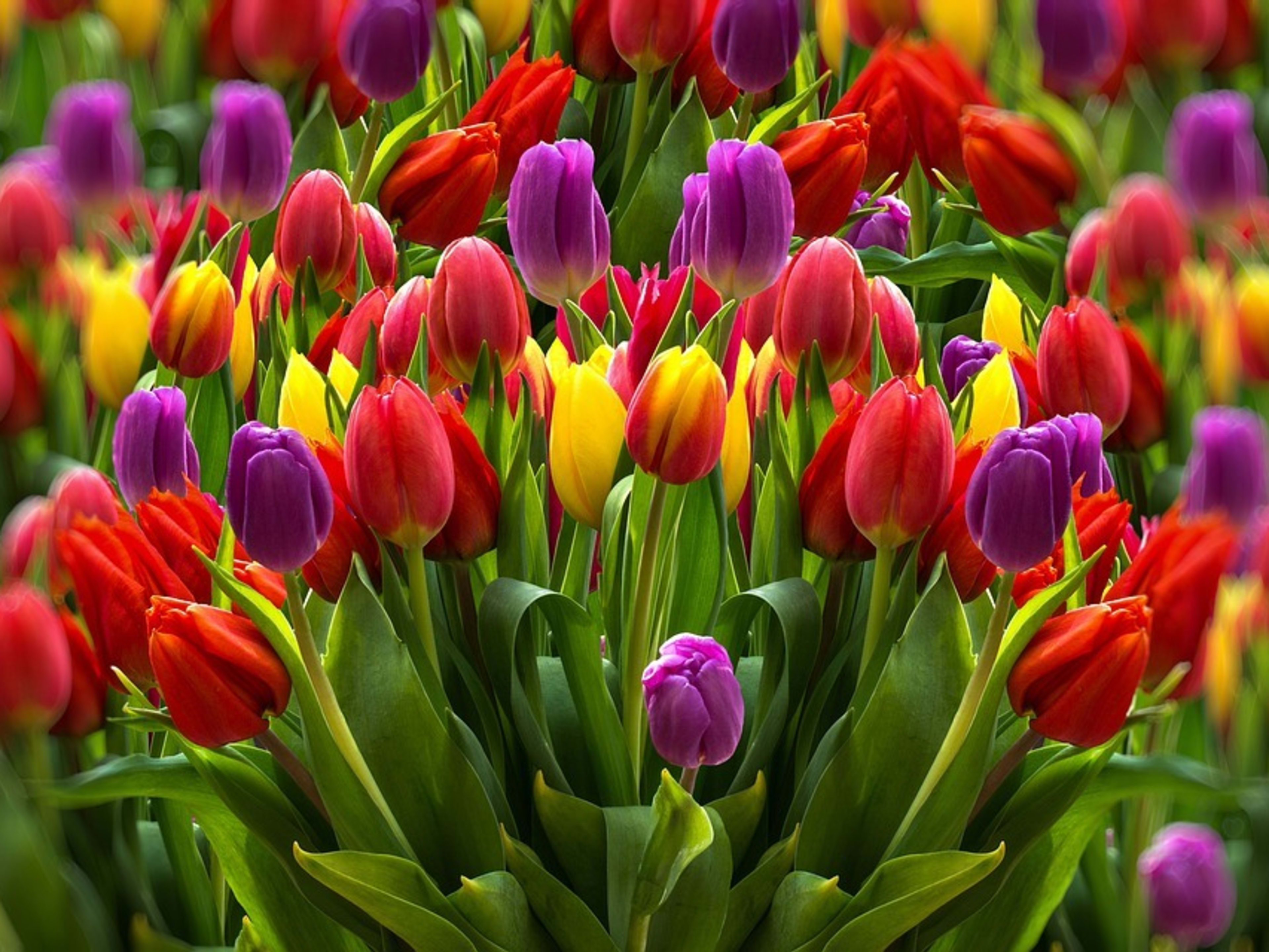 The Many Looks and Classifications of Tulips