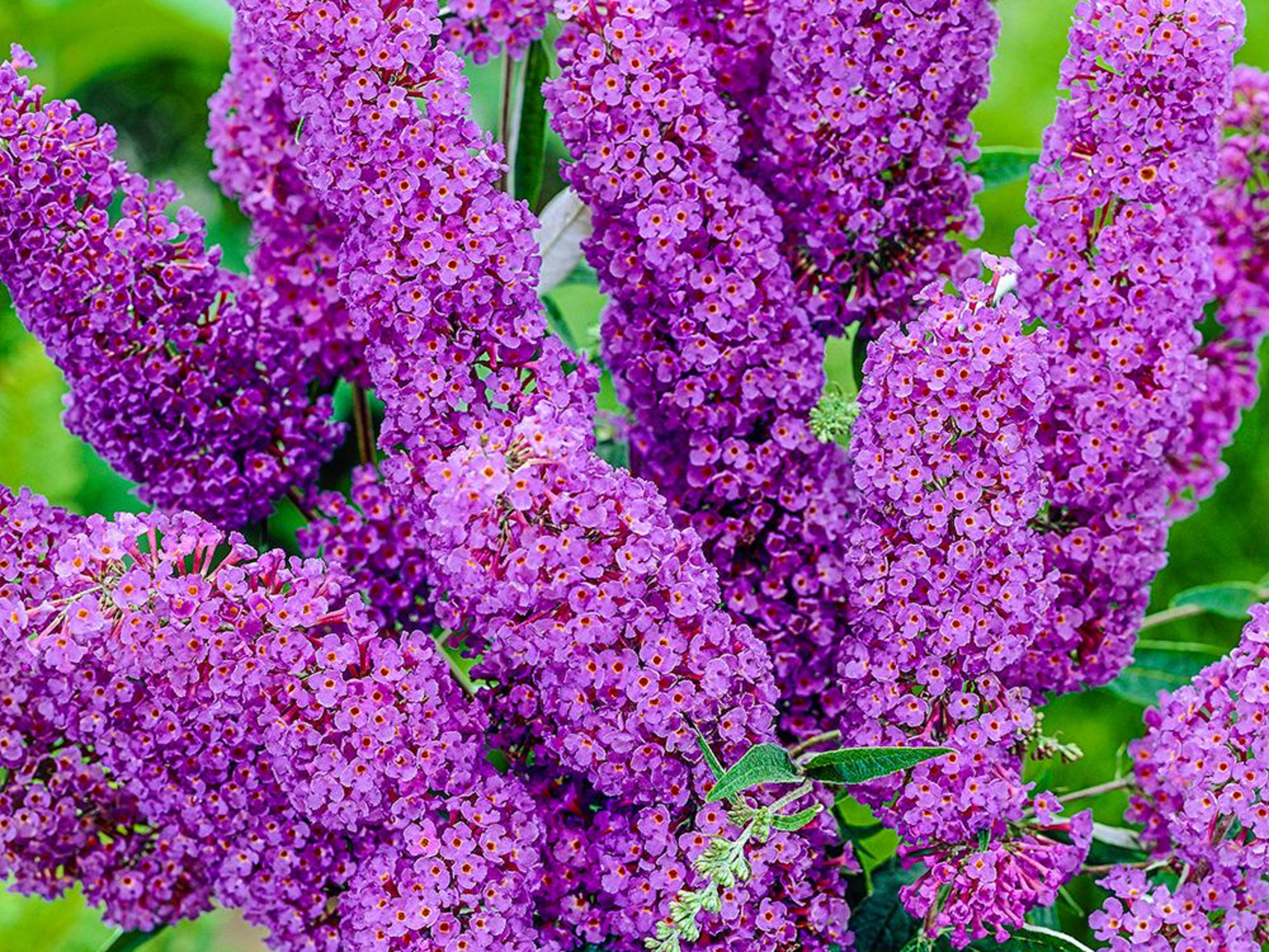 Butterfly Bush: Common Problems and Effective Solutions