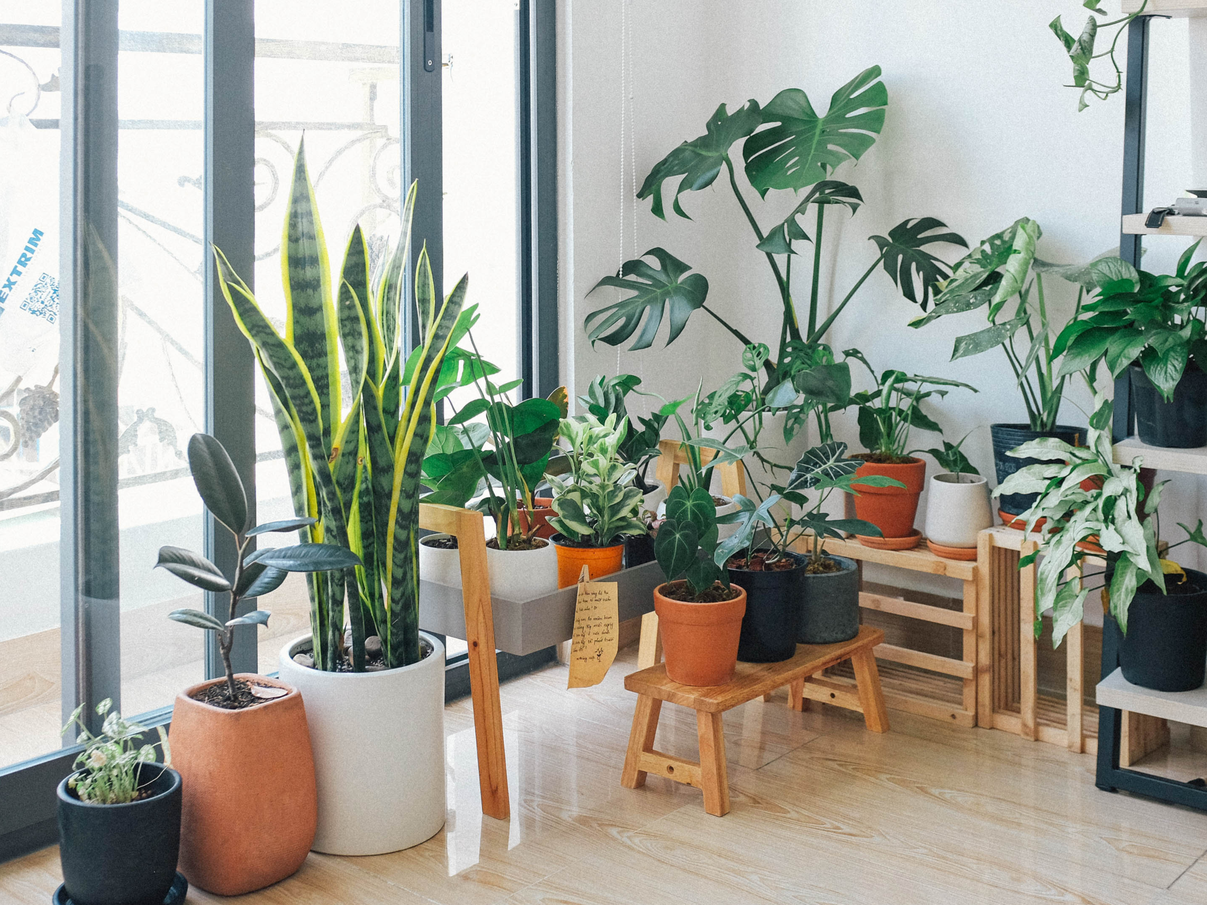 How to Choose the Best House Plants: Expert Tips and Tricks