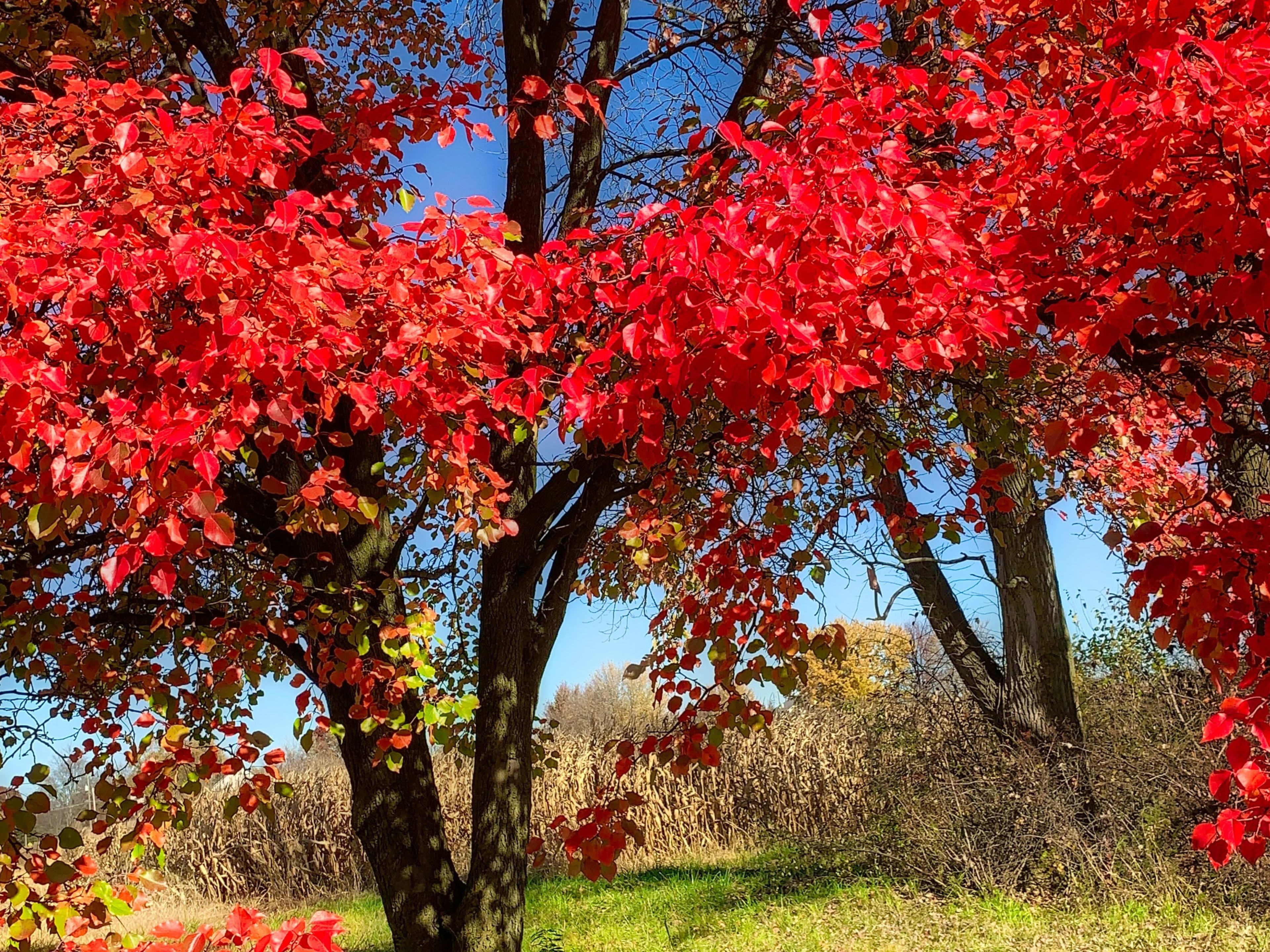 Have Wet Soil in Your Garden? These Trees Don't Mind!