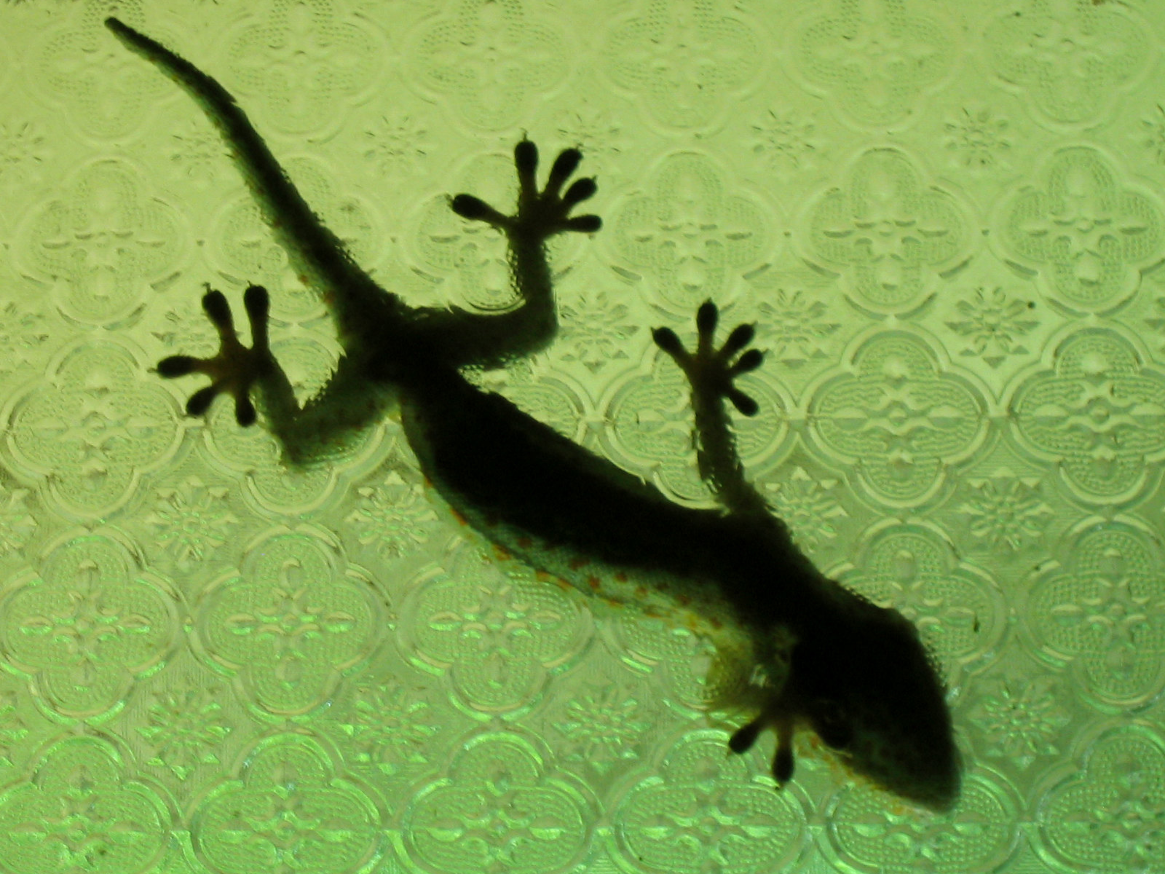 Can You Use Lizards Indoors for Pest Control?