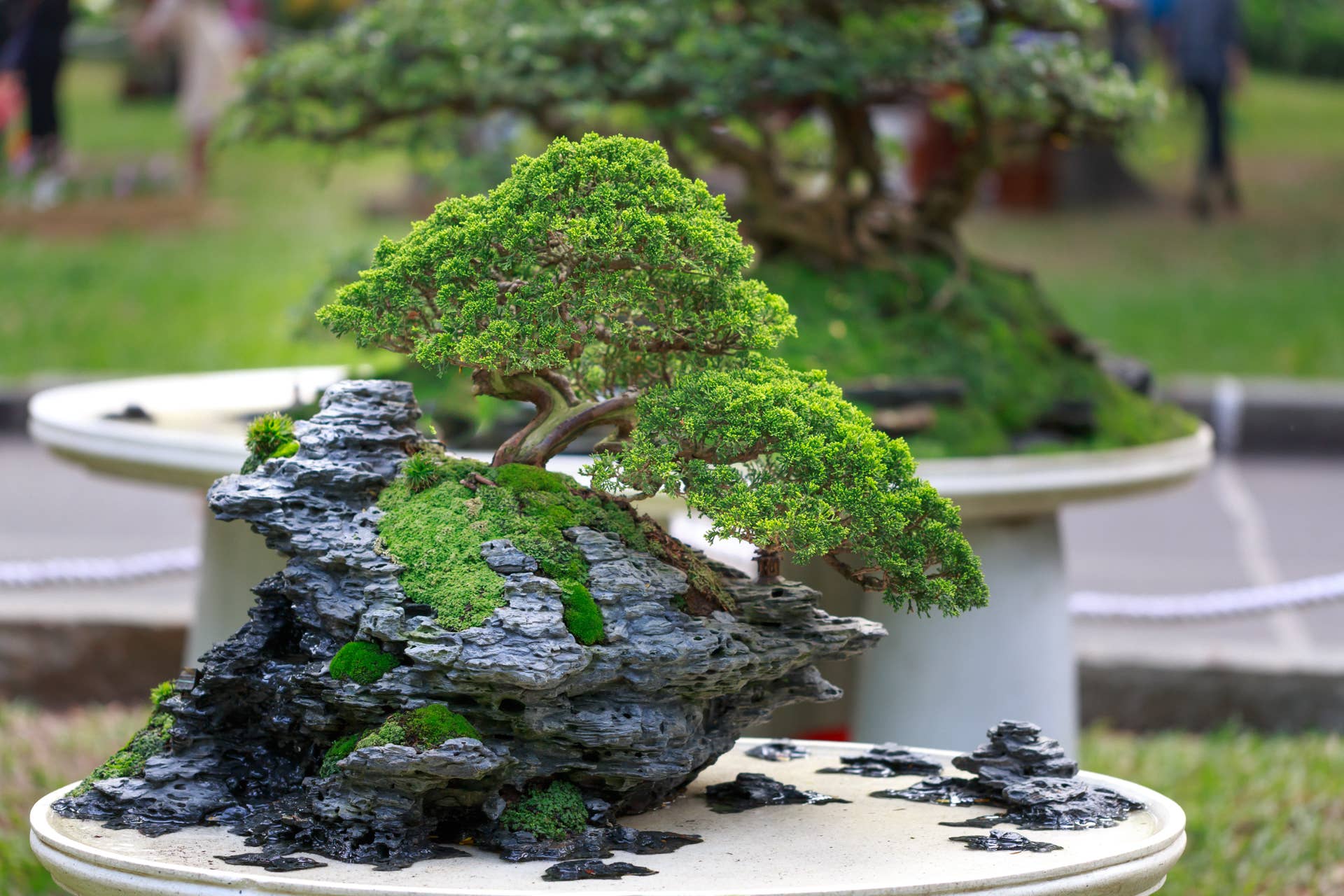 nano bonsai aquascape Corcovado Bonsai Wood Nano Size 6