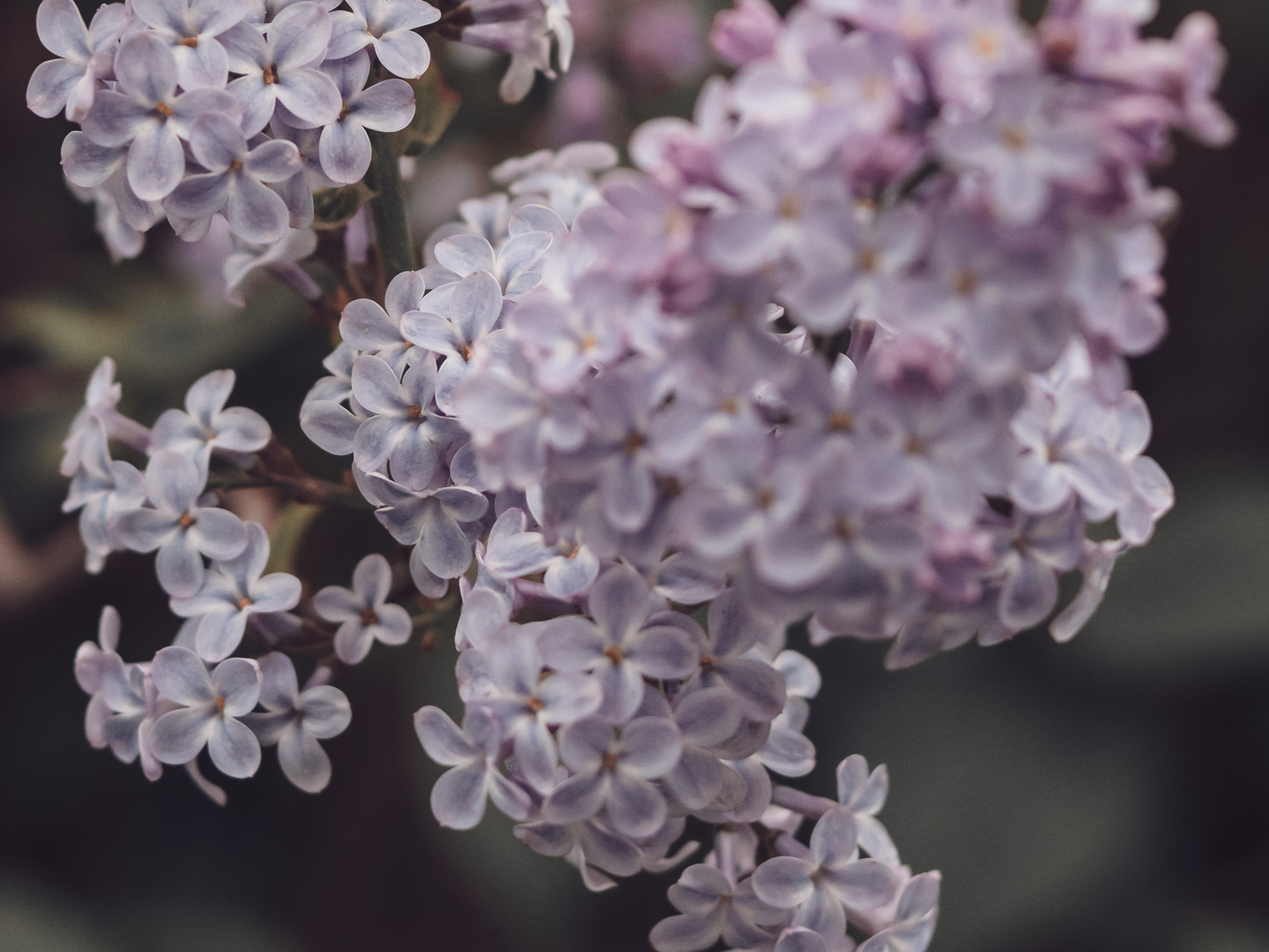 How to Propagate a Lilac Bush