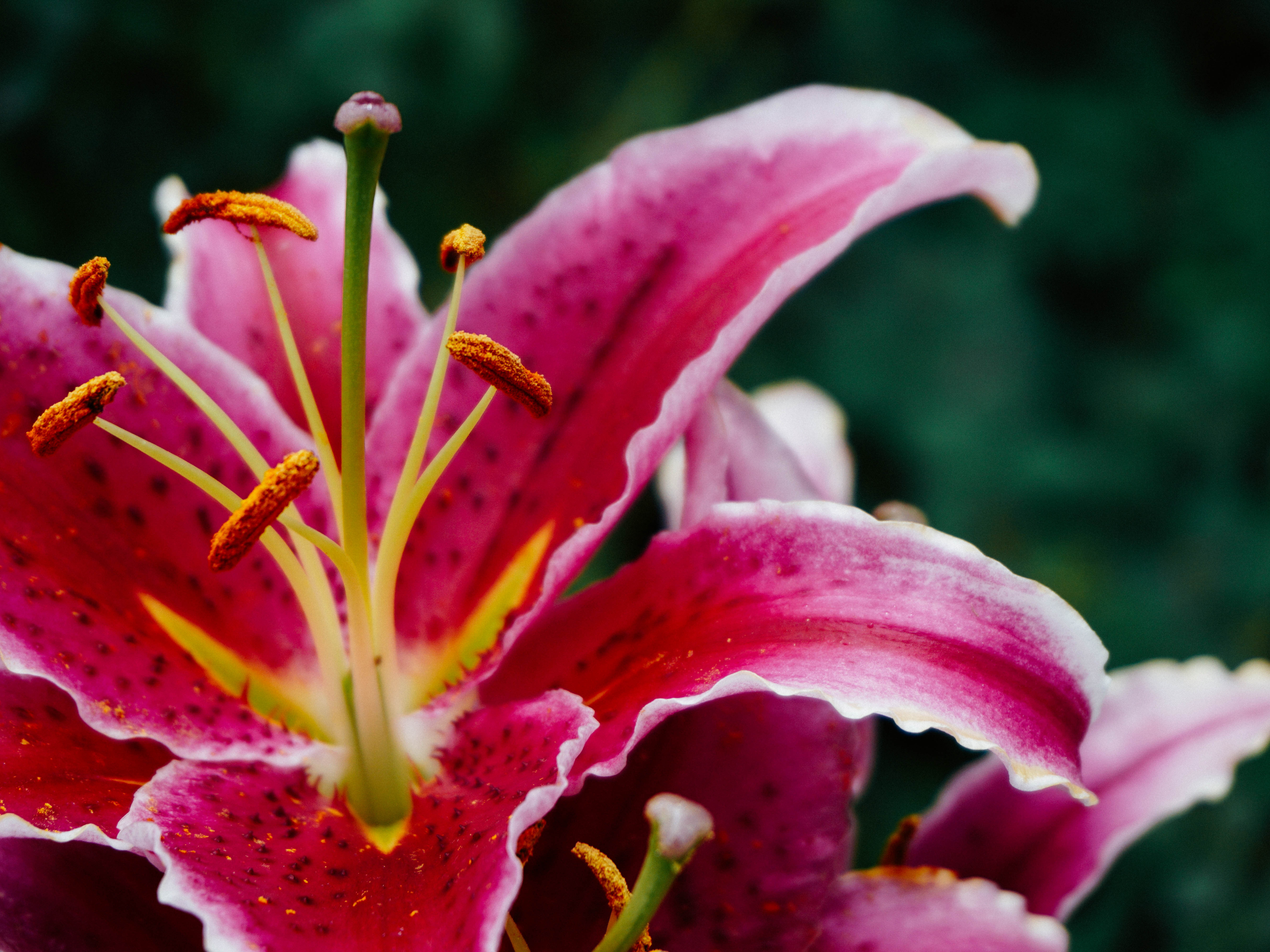 What Is Wrong With My Daylilies? Problems and Solutions