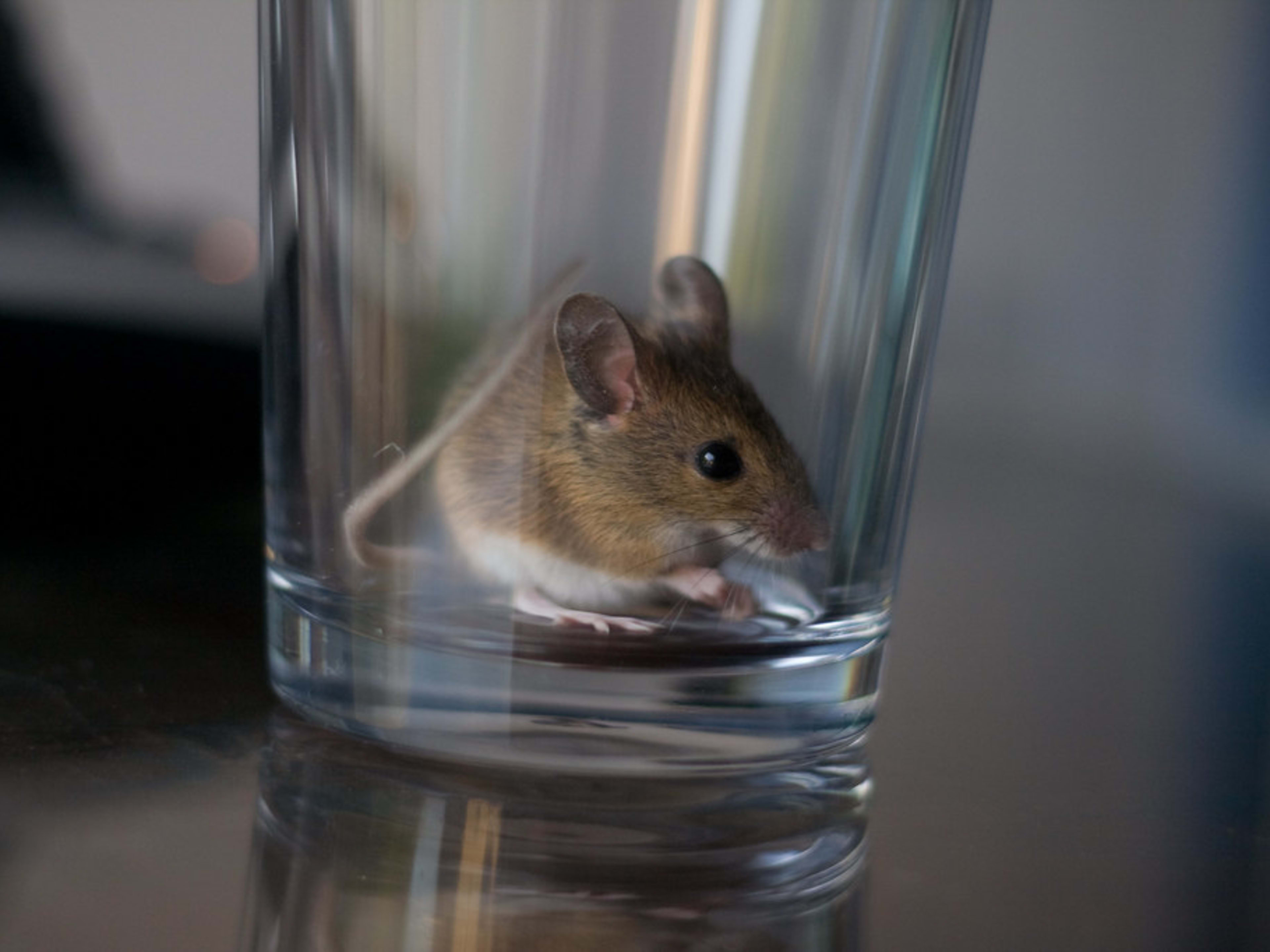 How to catch a mouse in my house discount