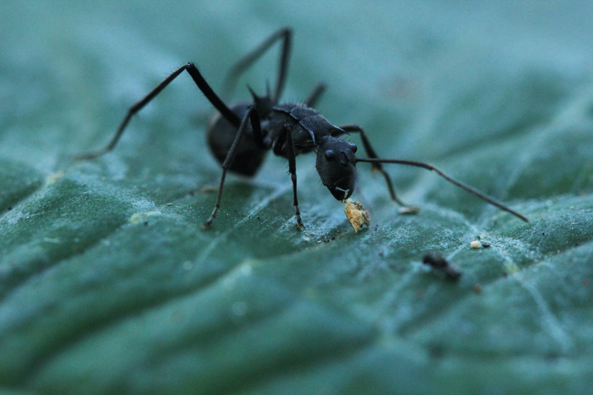 How Is Boric Acid Able to Kill Insects?