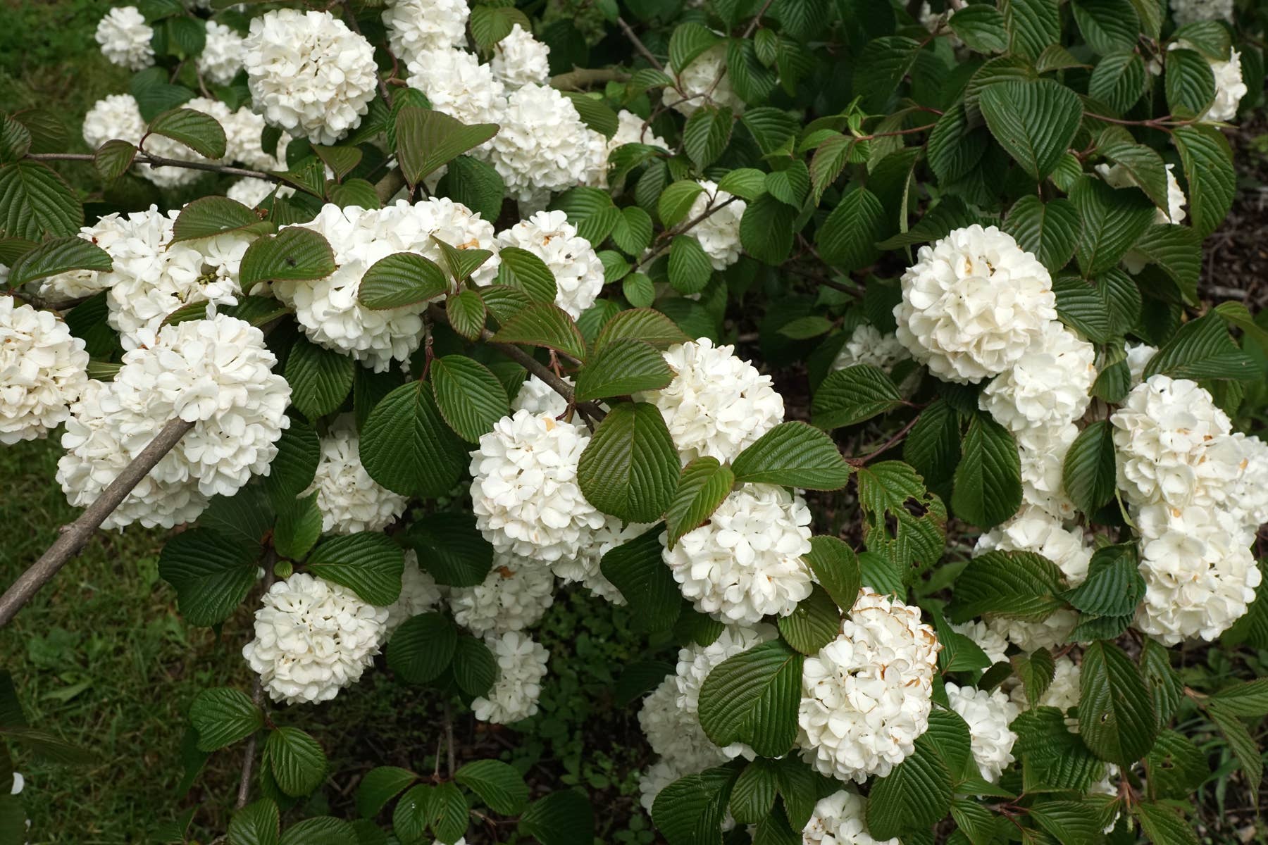 Japanese Snowball Fall Snowball Viburnum Varieties: Chinese, Japanese