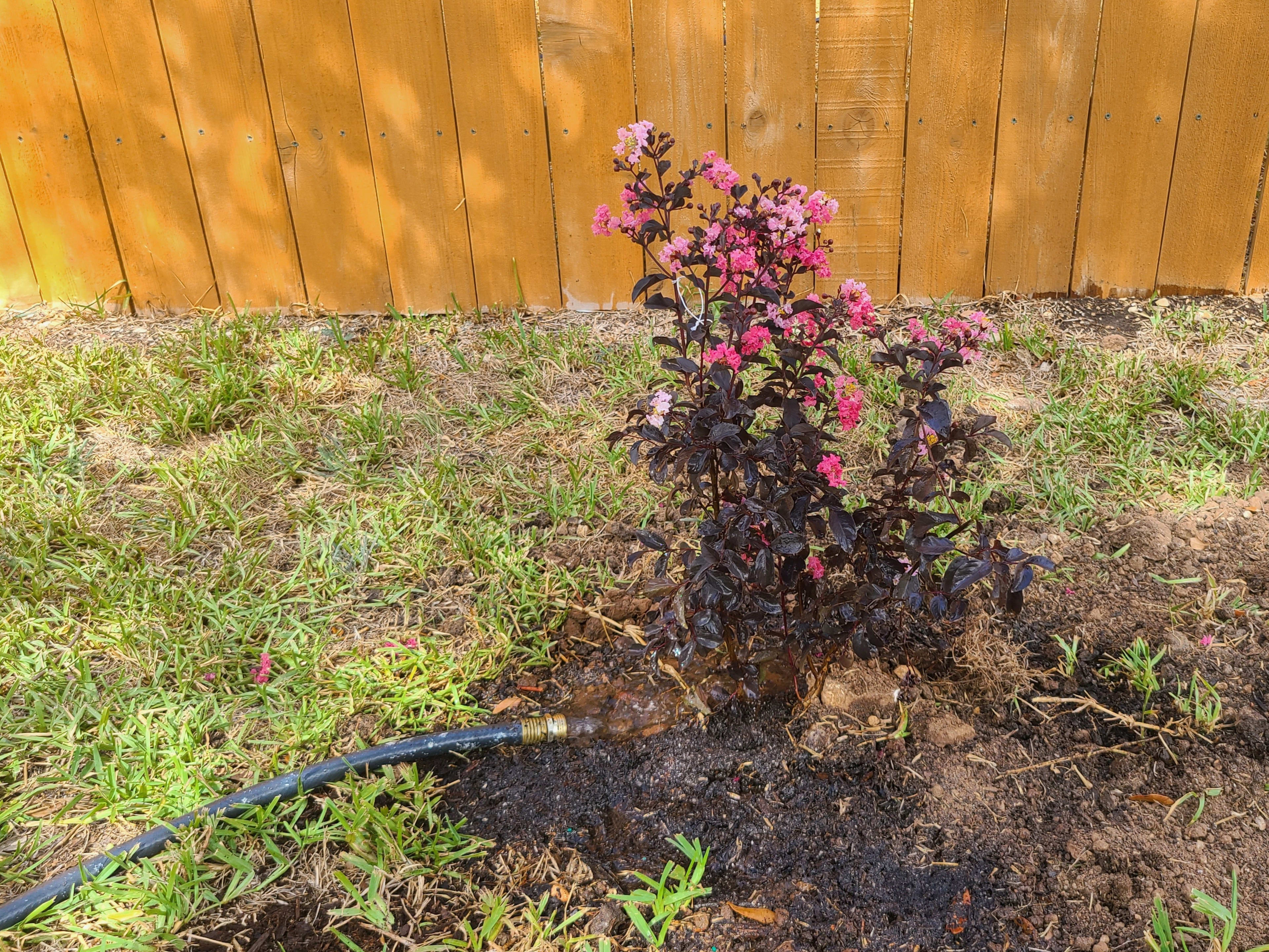 Fertilizing crepe myrtles discount